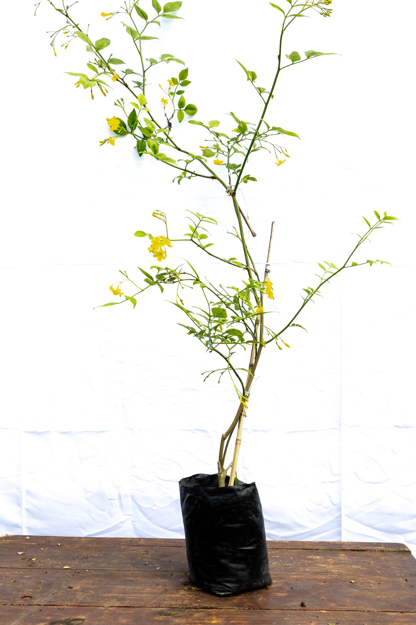 Jazmín Amarillo – Sol en flor para tu jardín