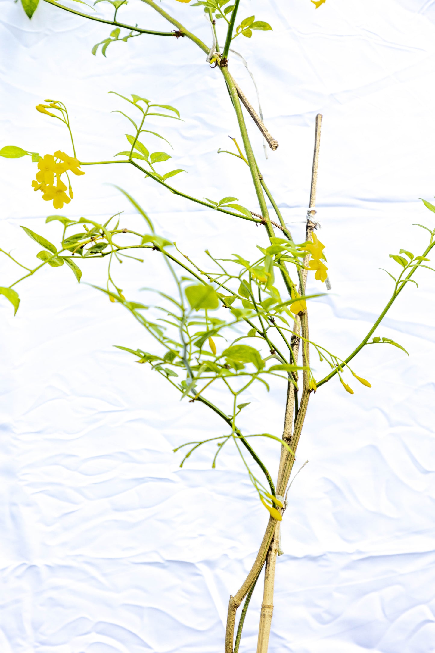 Jazmín Amarillo – Sol en flor para tu jardín