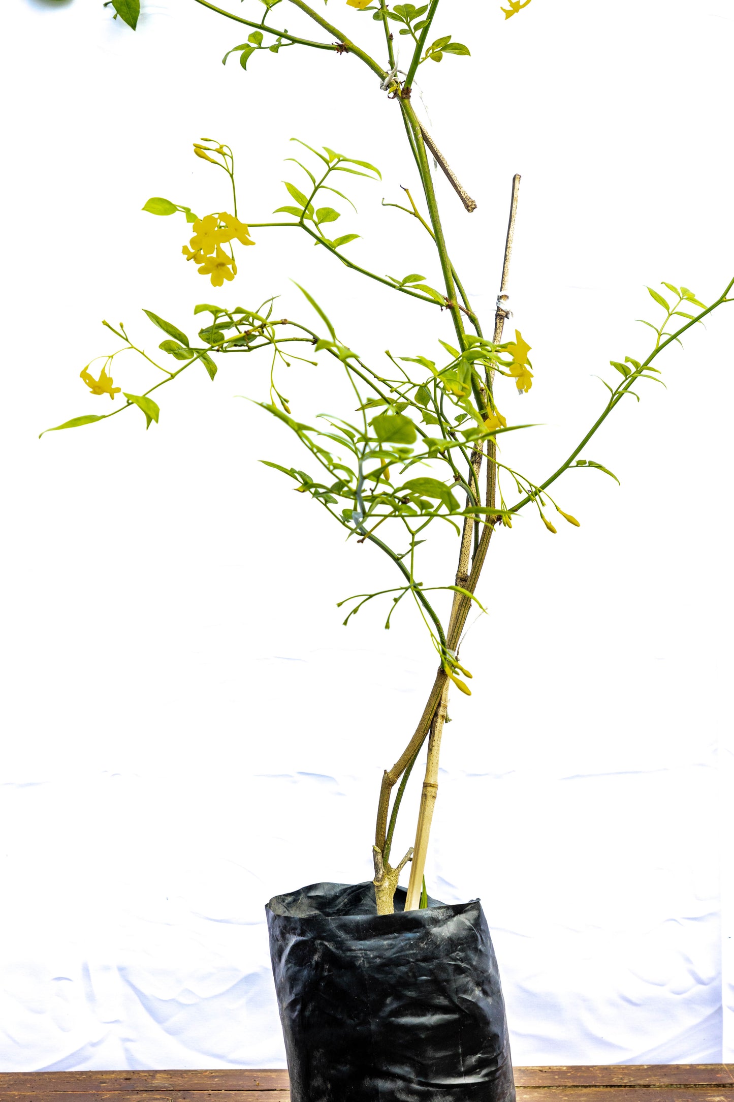 Jazmín Amarillo – Sol en flor para tu jardín