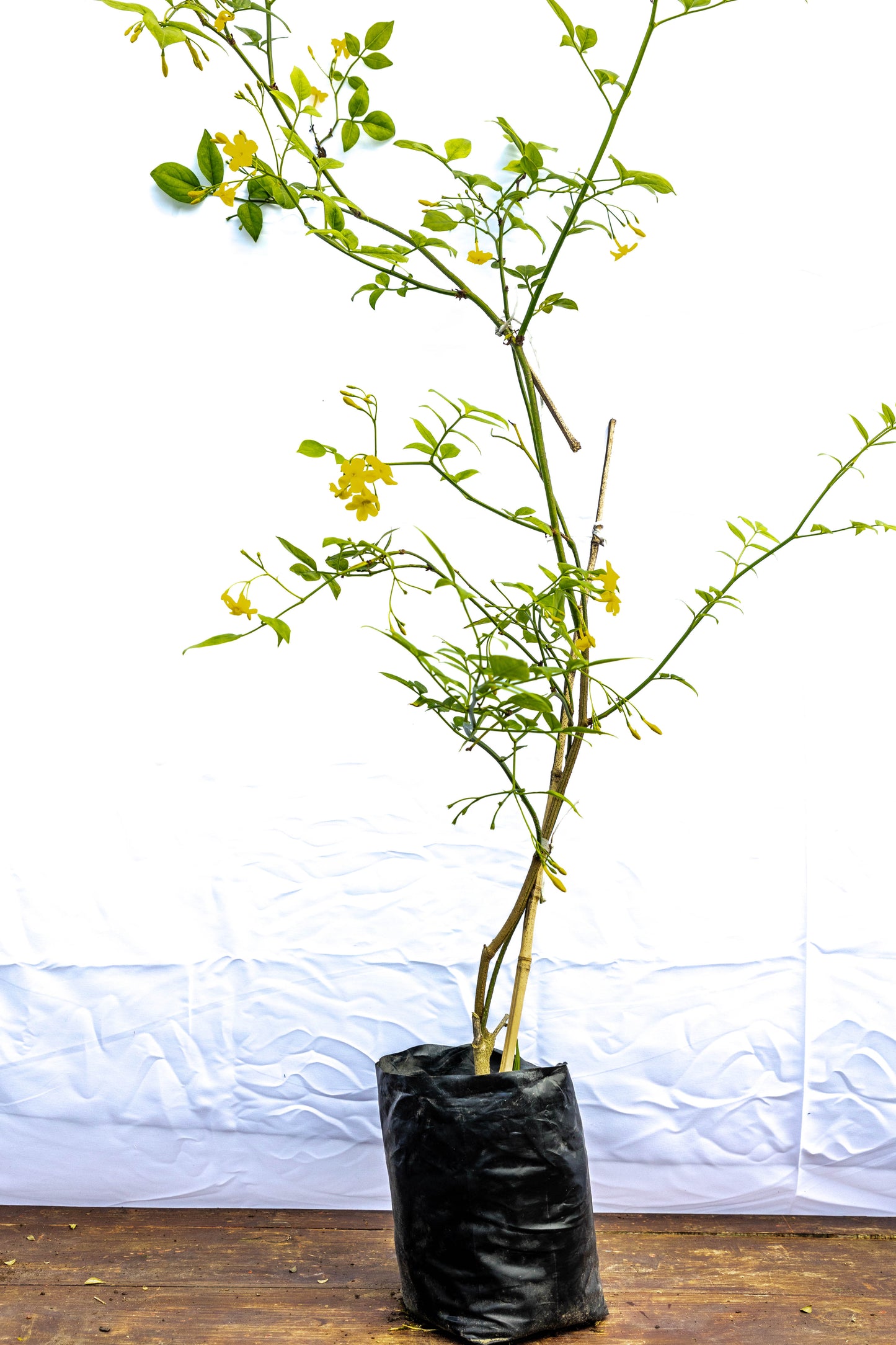 Jazmín Amarillo – Sol en flor para tu jardín