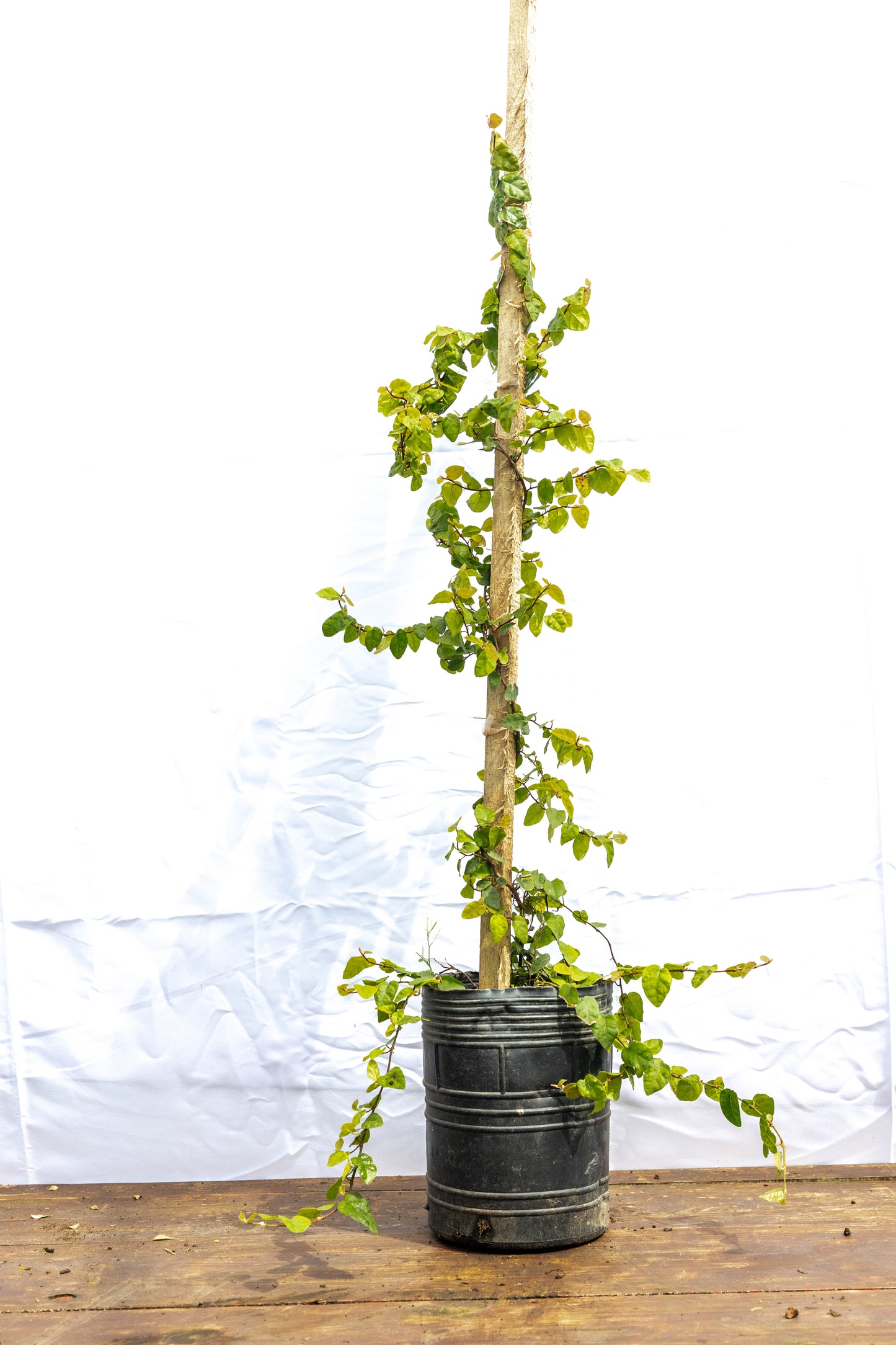 Ficus Trepadora – Verde natural que abraza tus muros