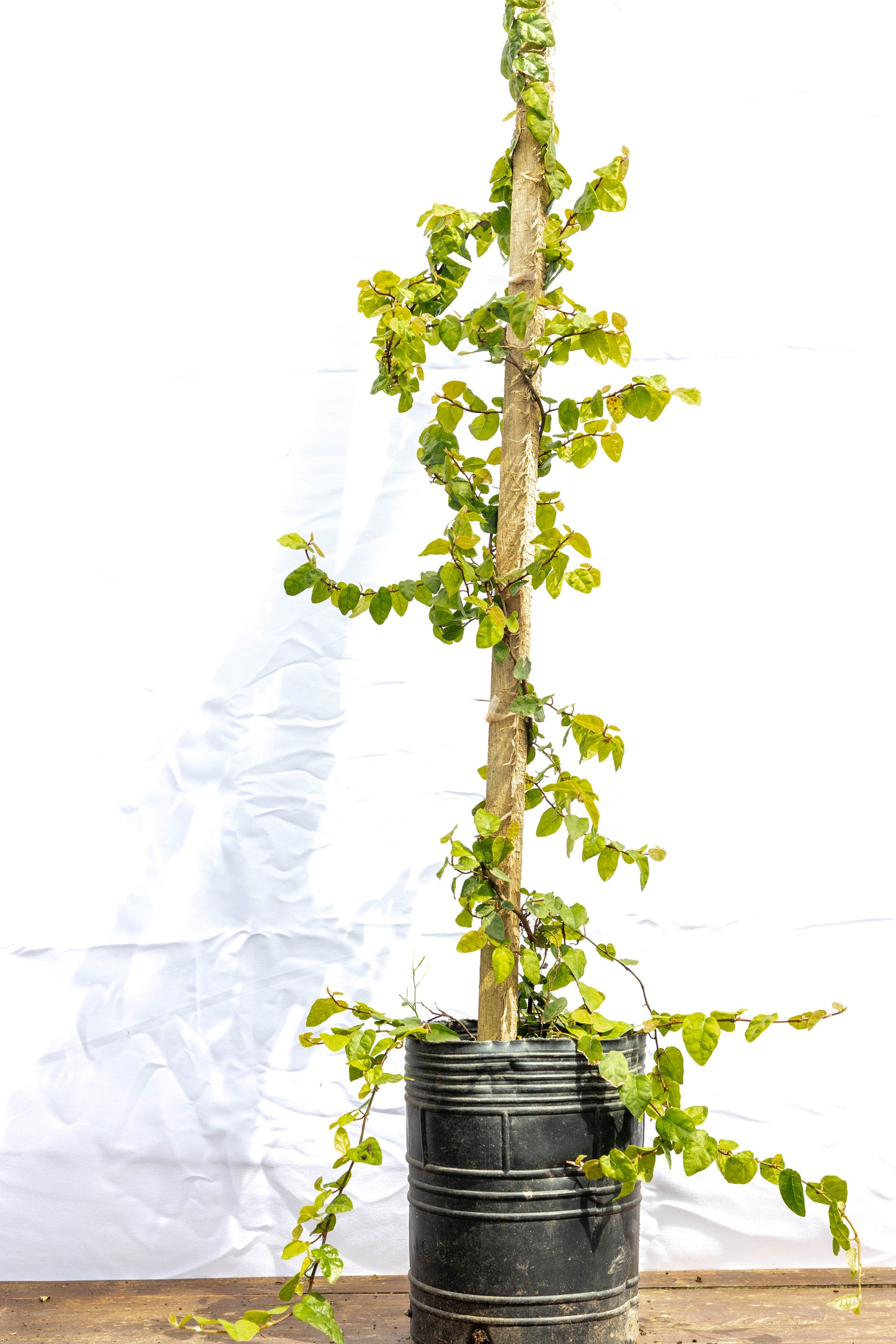 Ficus Trepadora – Verde natural que abraza tus muros