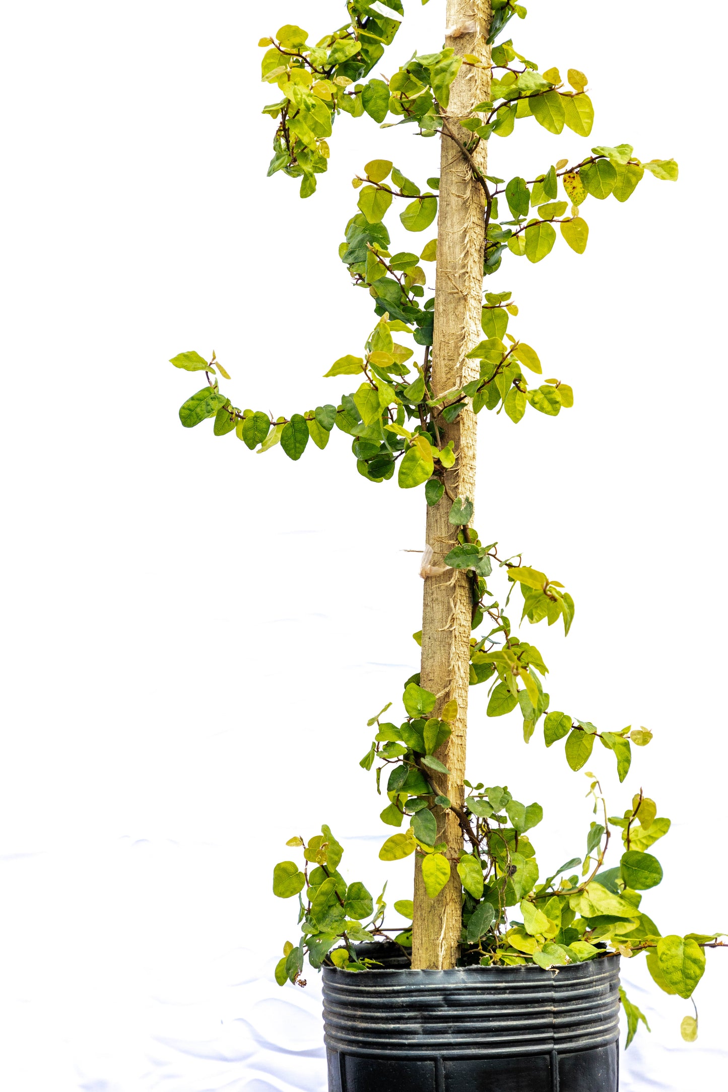 Ficus Trepadora – Verde natural que abraza tus muros