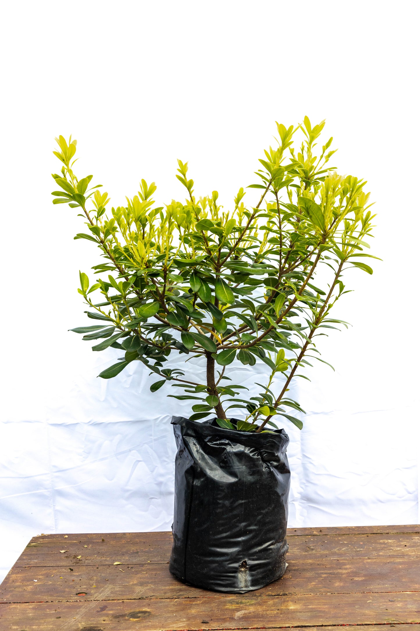 Pitosporum - Resistente para cualquier ambiente