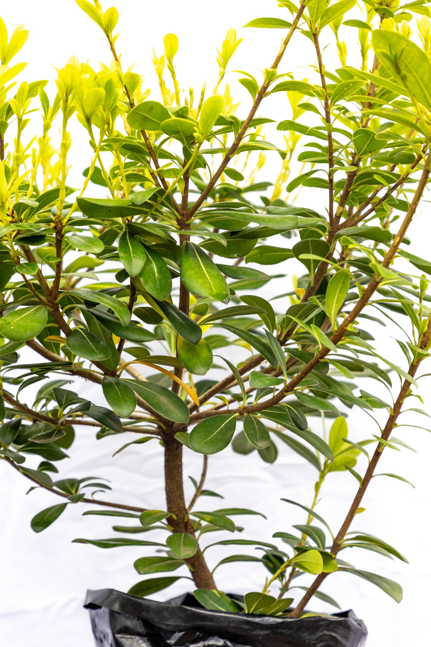 Pitosporum - Resistente para cualquier ambiente