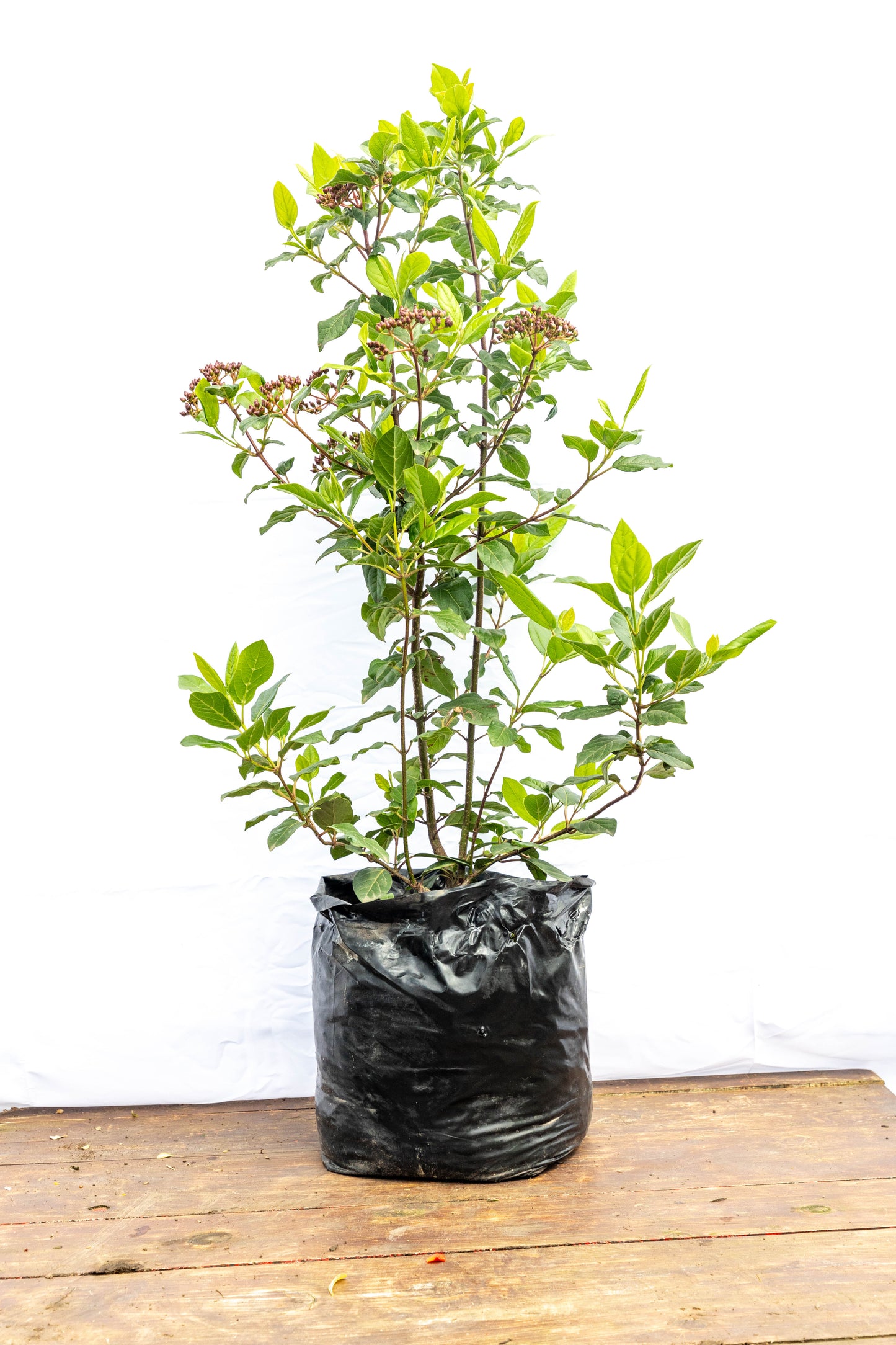 Viburnum tinus – Elegancia y floración durante todo el año