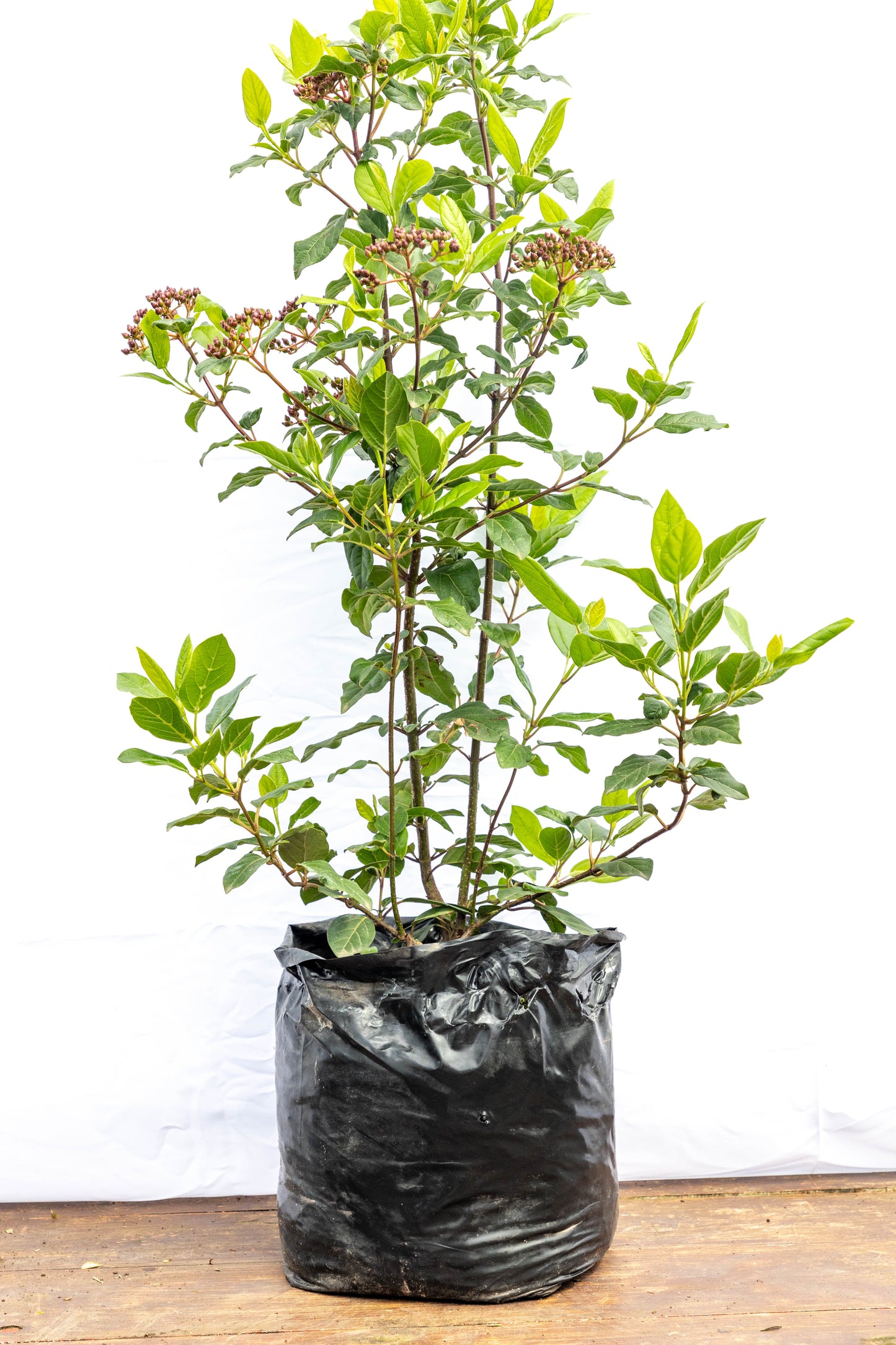 Viburnum tinus – Elegancia y floración durante todo el año