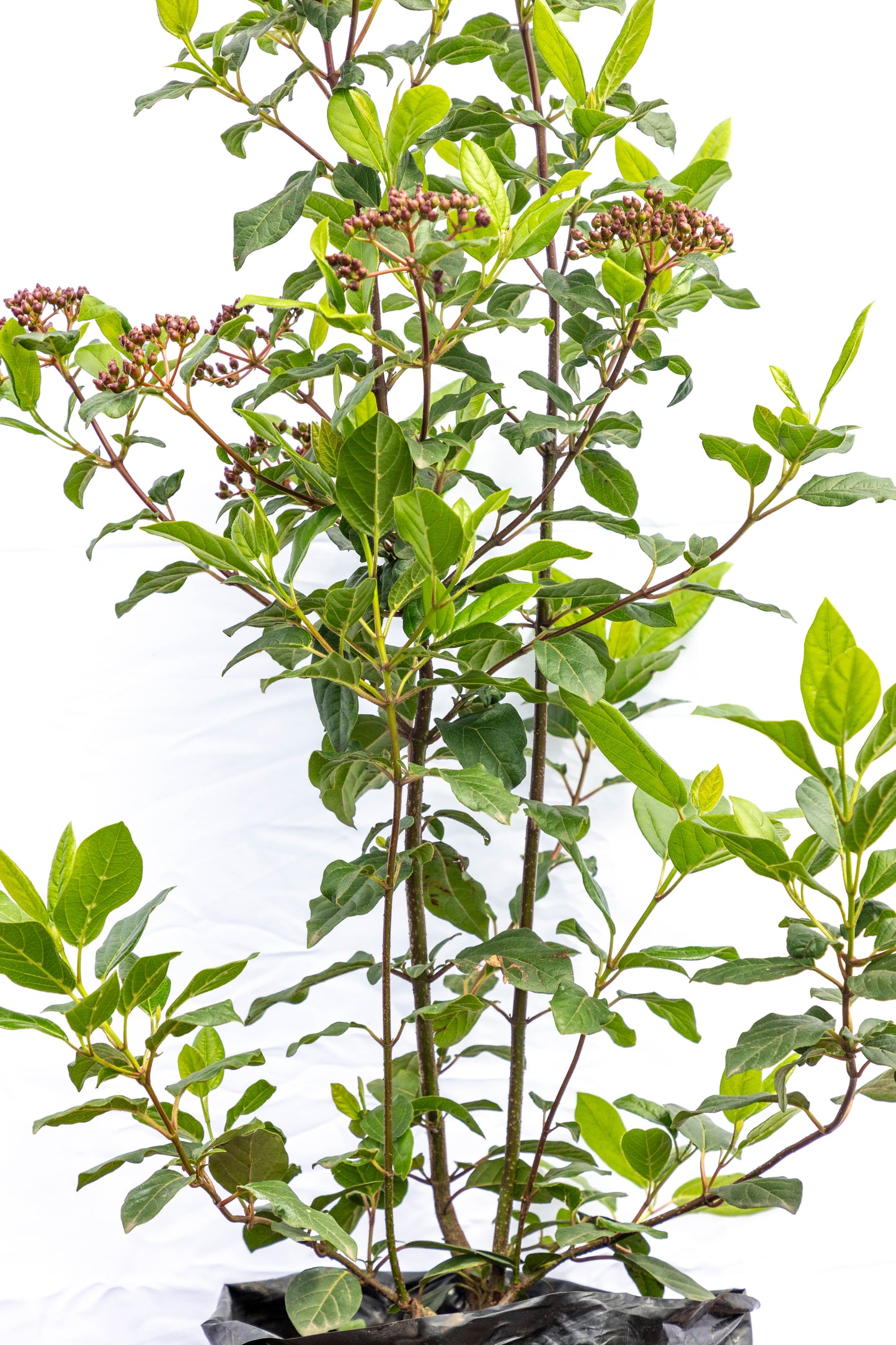 Viburnum tinus – Elegancia y floración durante todo el año