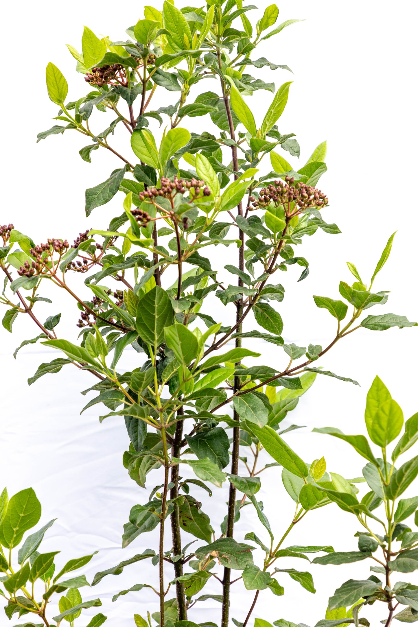 Viburnum tinus – Elegancia y floración durante todo el año