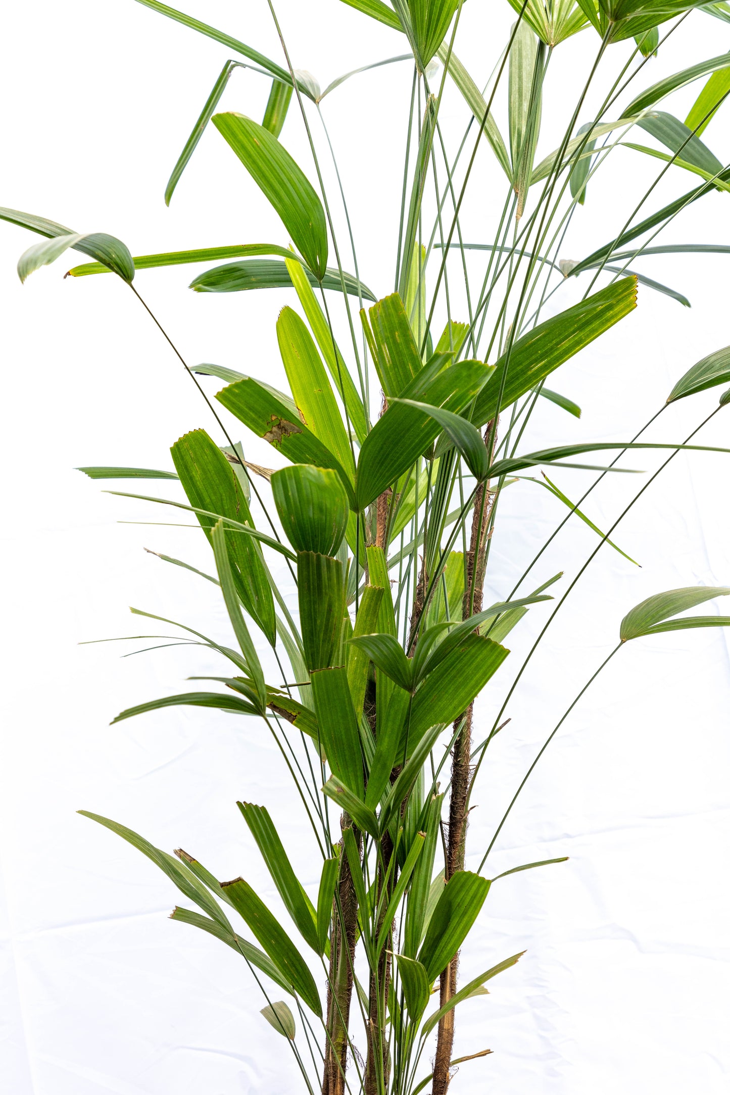 palmera Raphis - Elegancia tropical para interiores