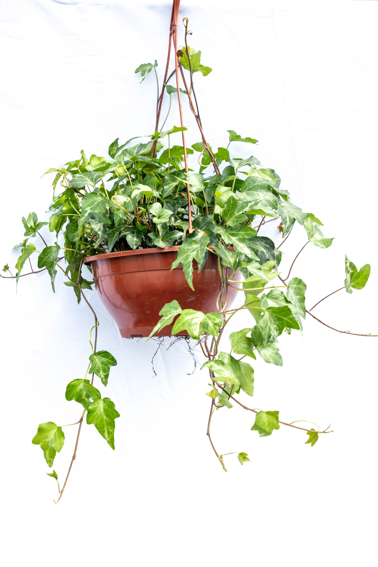 Hiedra c21 - Planta todoterreno