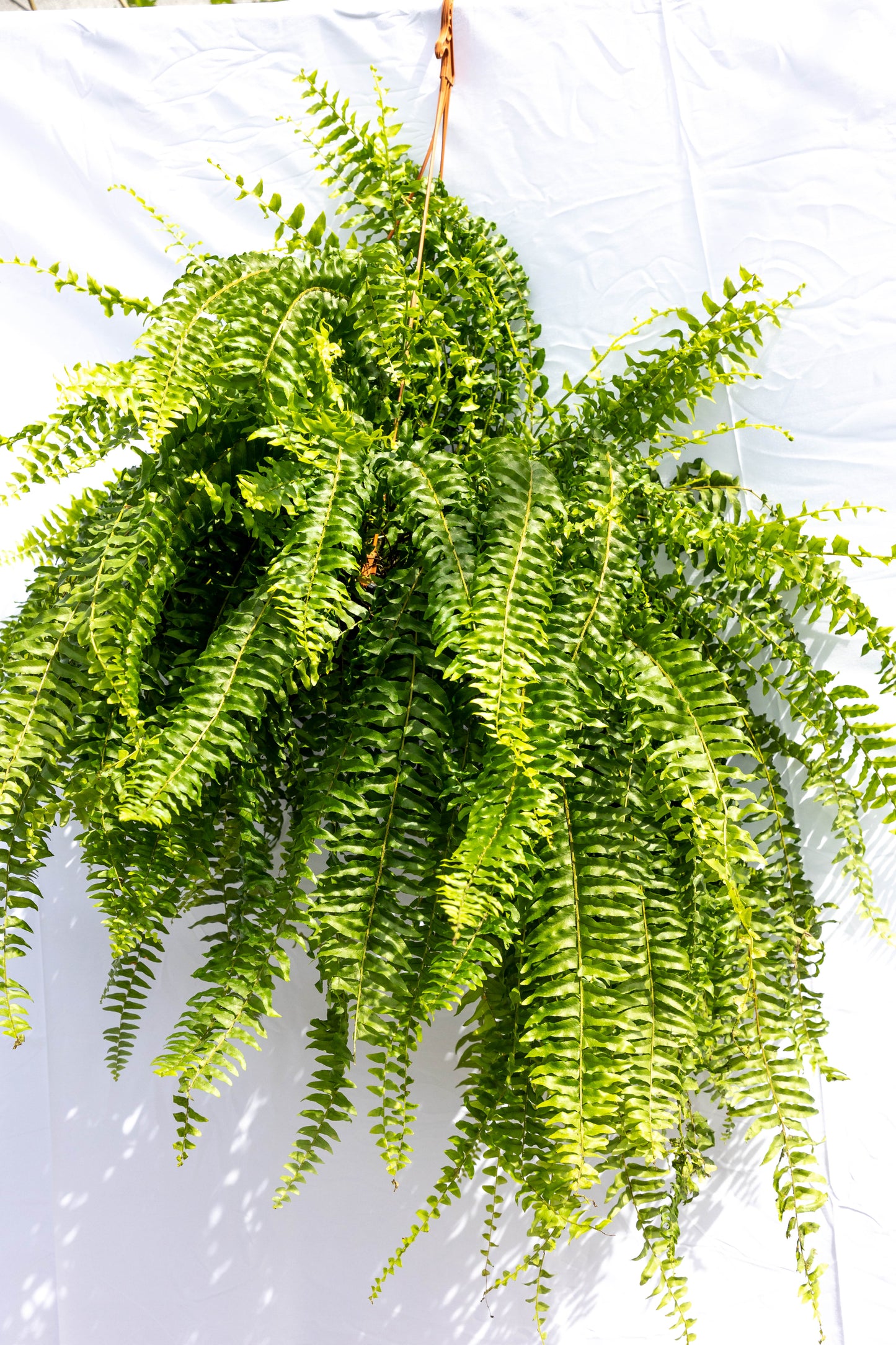 Pack “Mini Verde” – Tu primer paso al mundo de las plantas