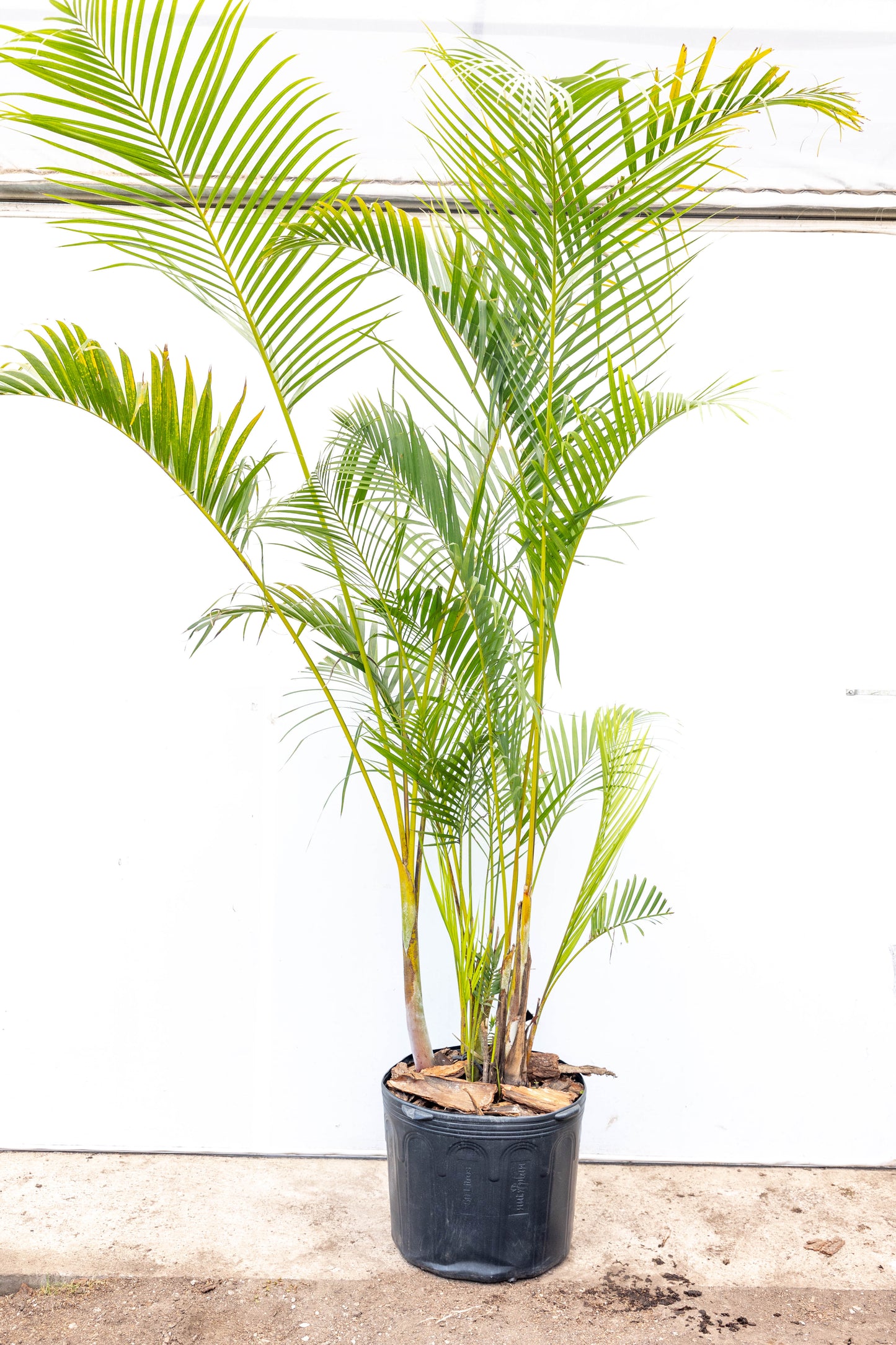 Palma Areca – El toque tropical que purifica tu hogar