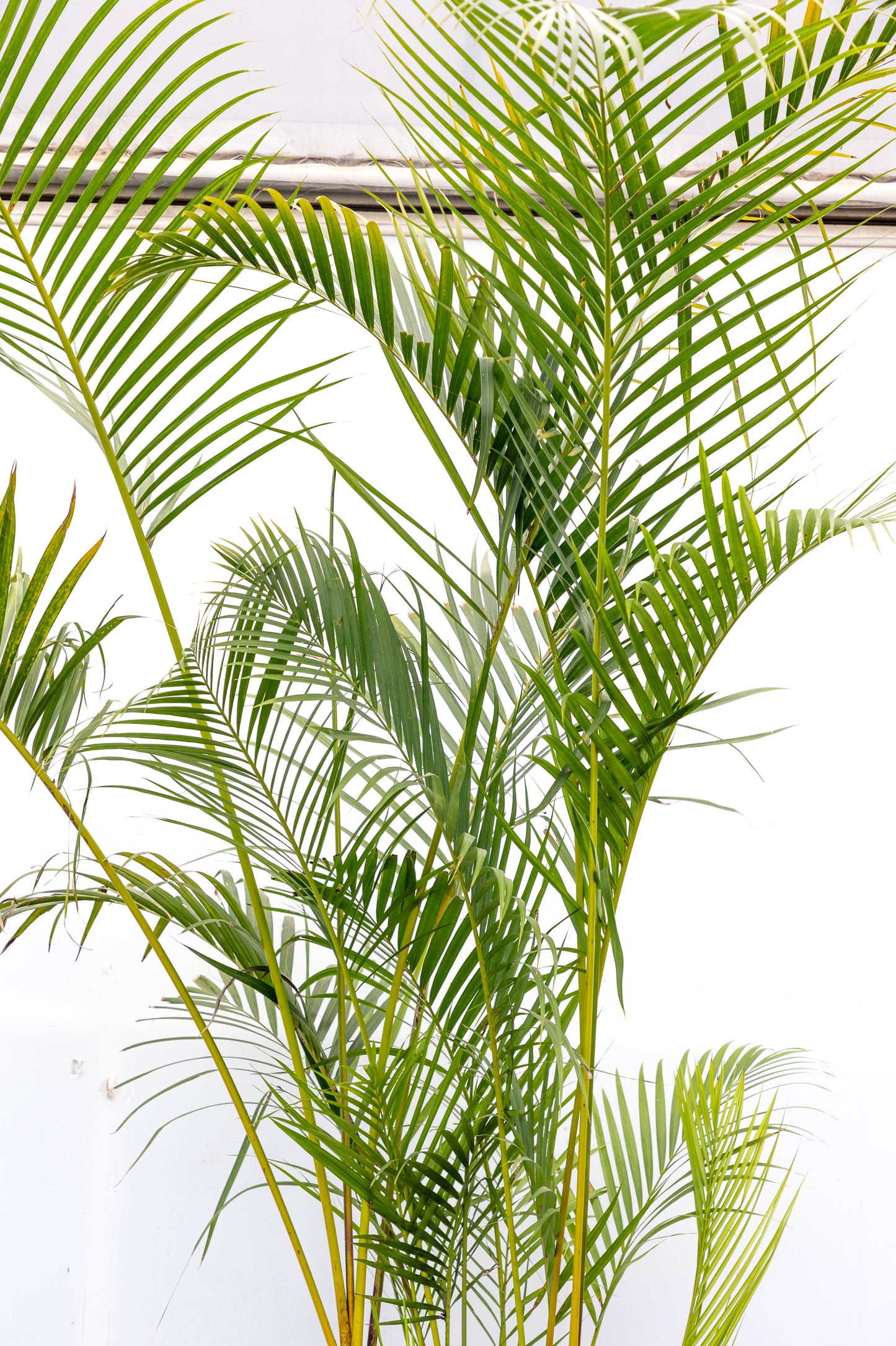 Palma Areca – El toque tropical que purifica tu hogar