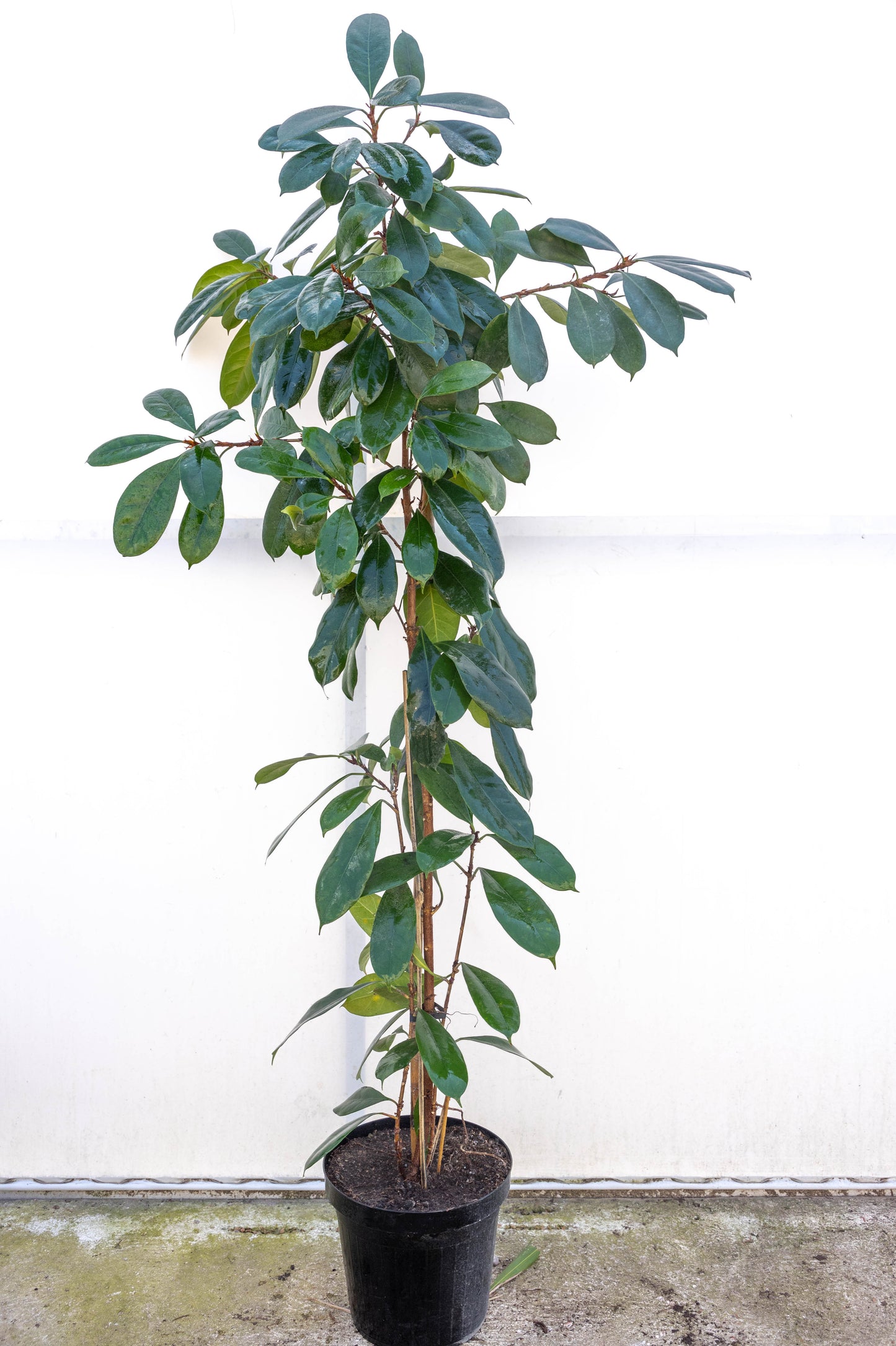 Ficus Cyath – Verde intenso y resistente para interior
