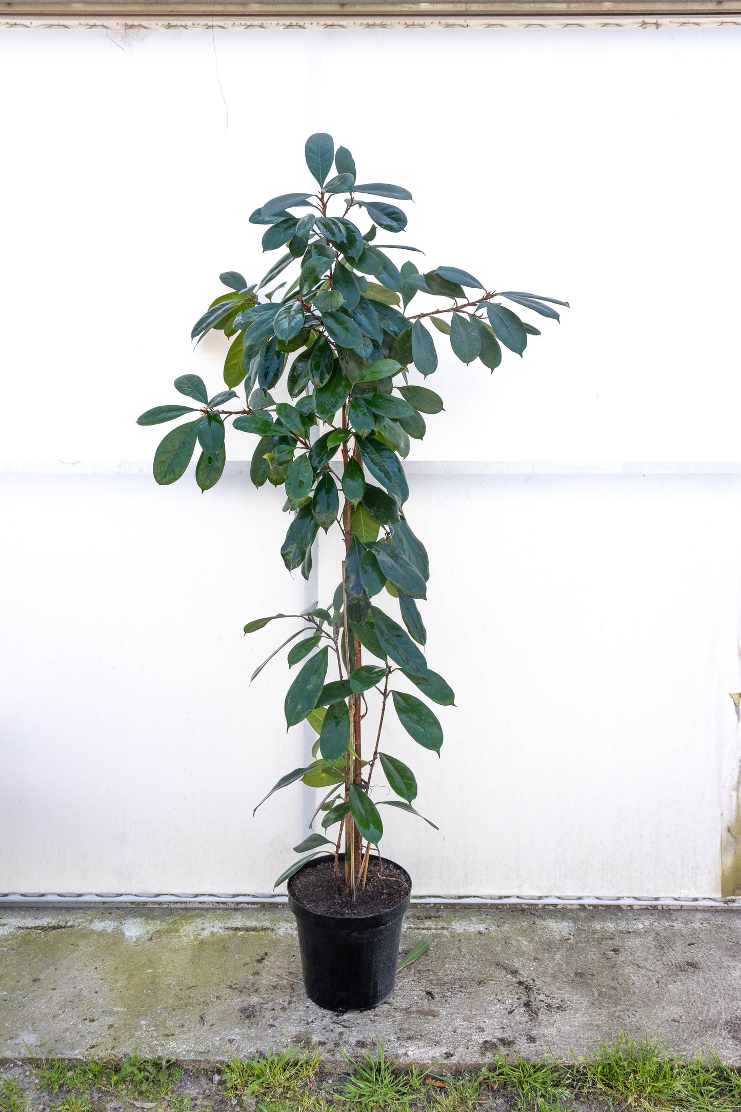 Ficus Cyath – Verde intenso y resistente para interior