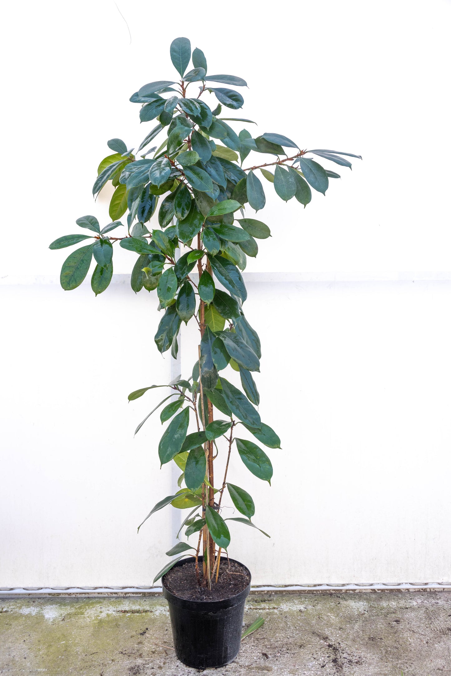 Ficus Cyath – Verde intenso y resistente para interior