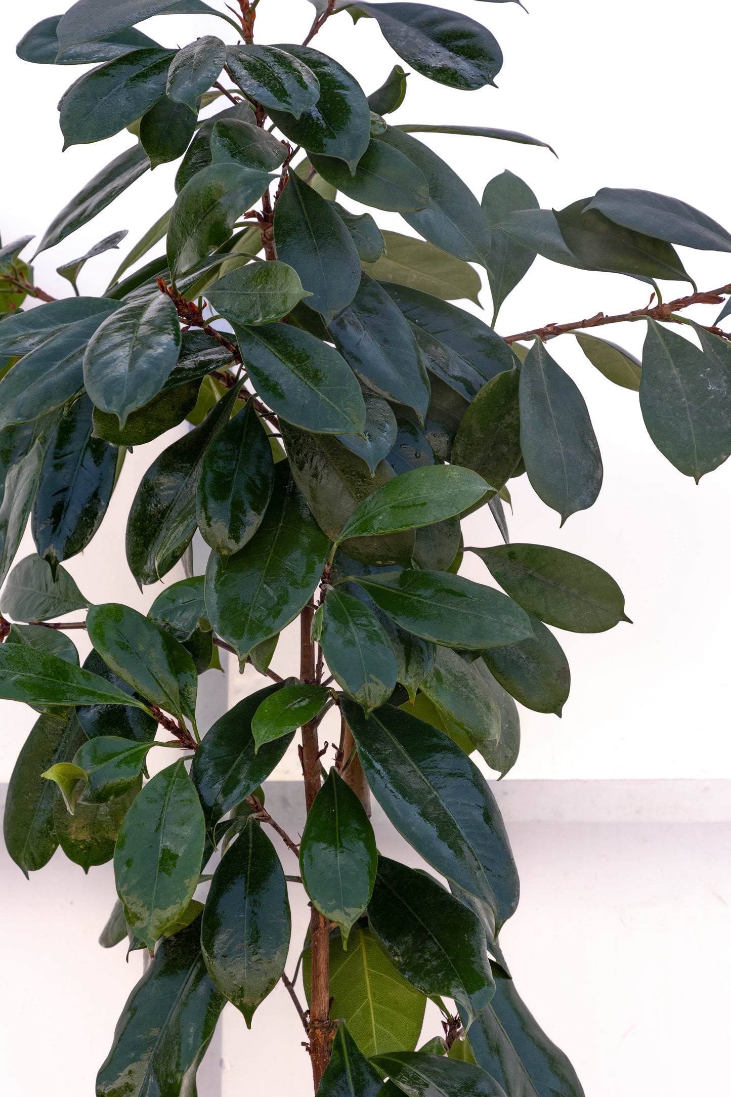 Ficus Cyath – Verde intenso y resistente para interior
