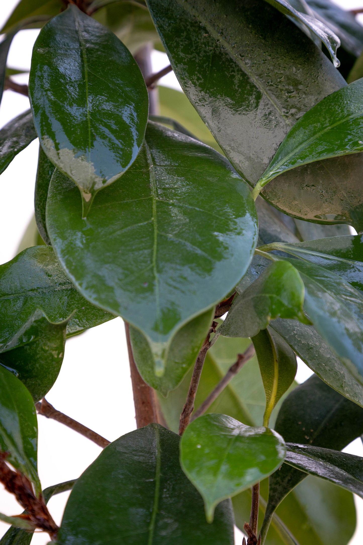 Ficus Cyath – Verde intenso y resistente para interior