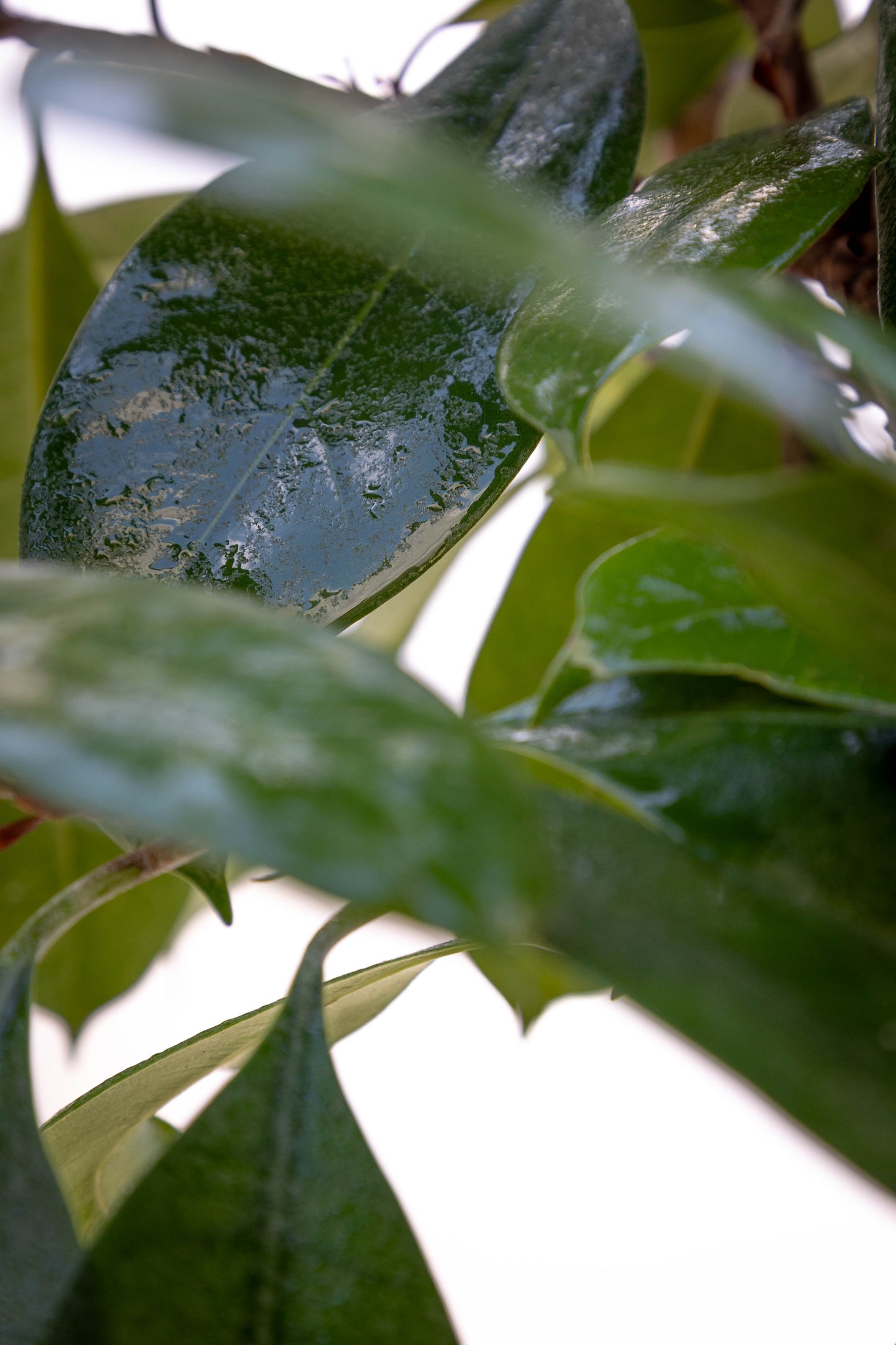 Ficus Cyath – Verde intenso y resistente para interior