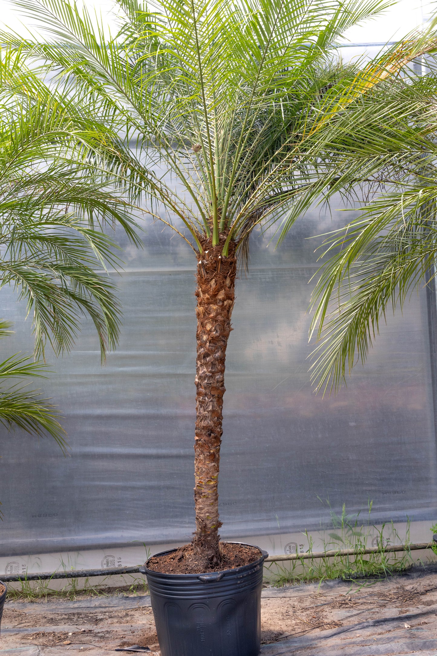 Palmera Phoenix Roebellini - Elegancia tropical en formato compacto