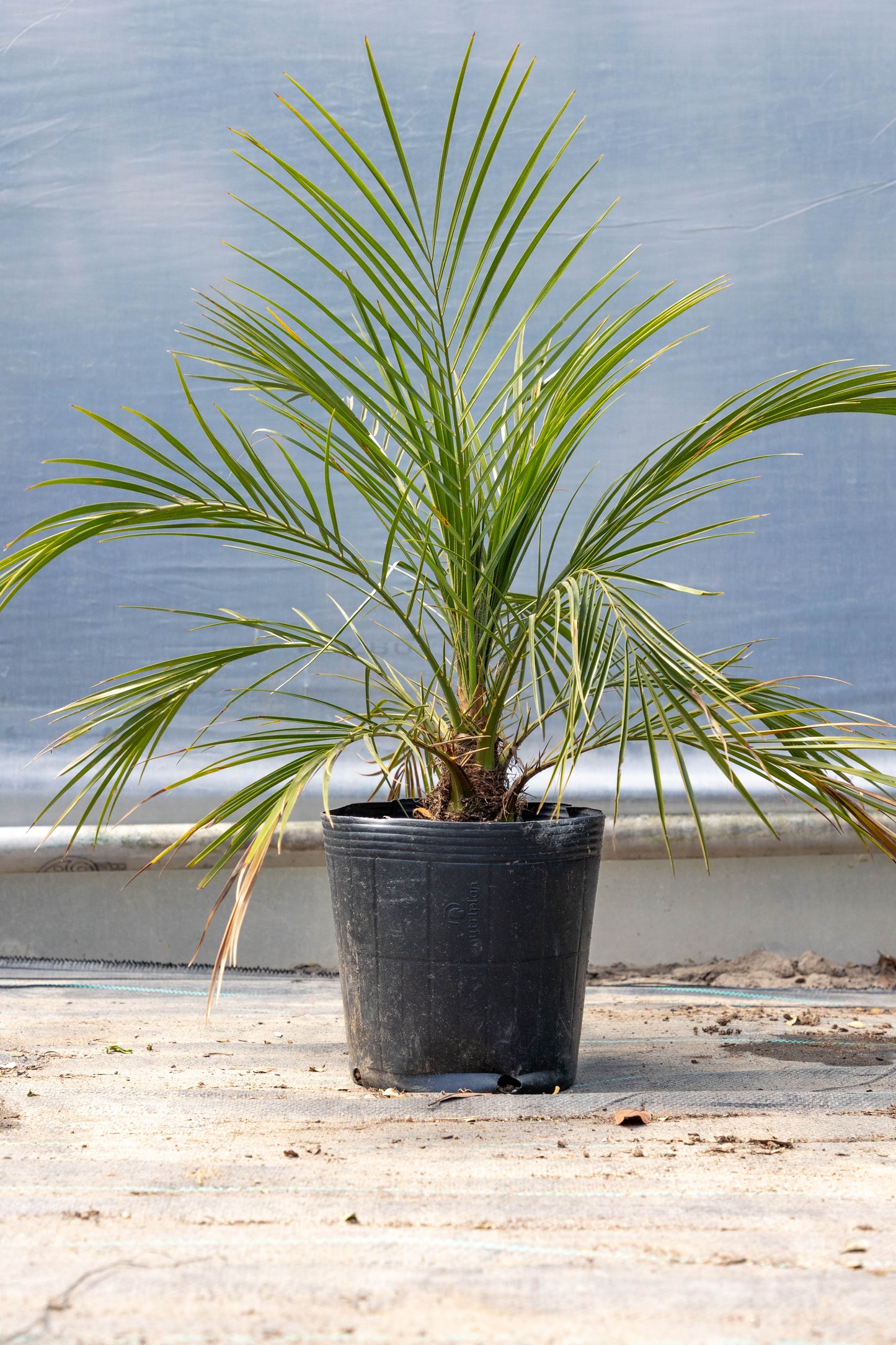 Palmera Phoenix Roebellini - Elegancia tropical en formato compacto