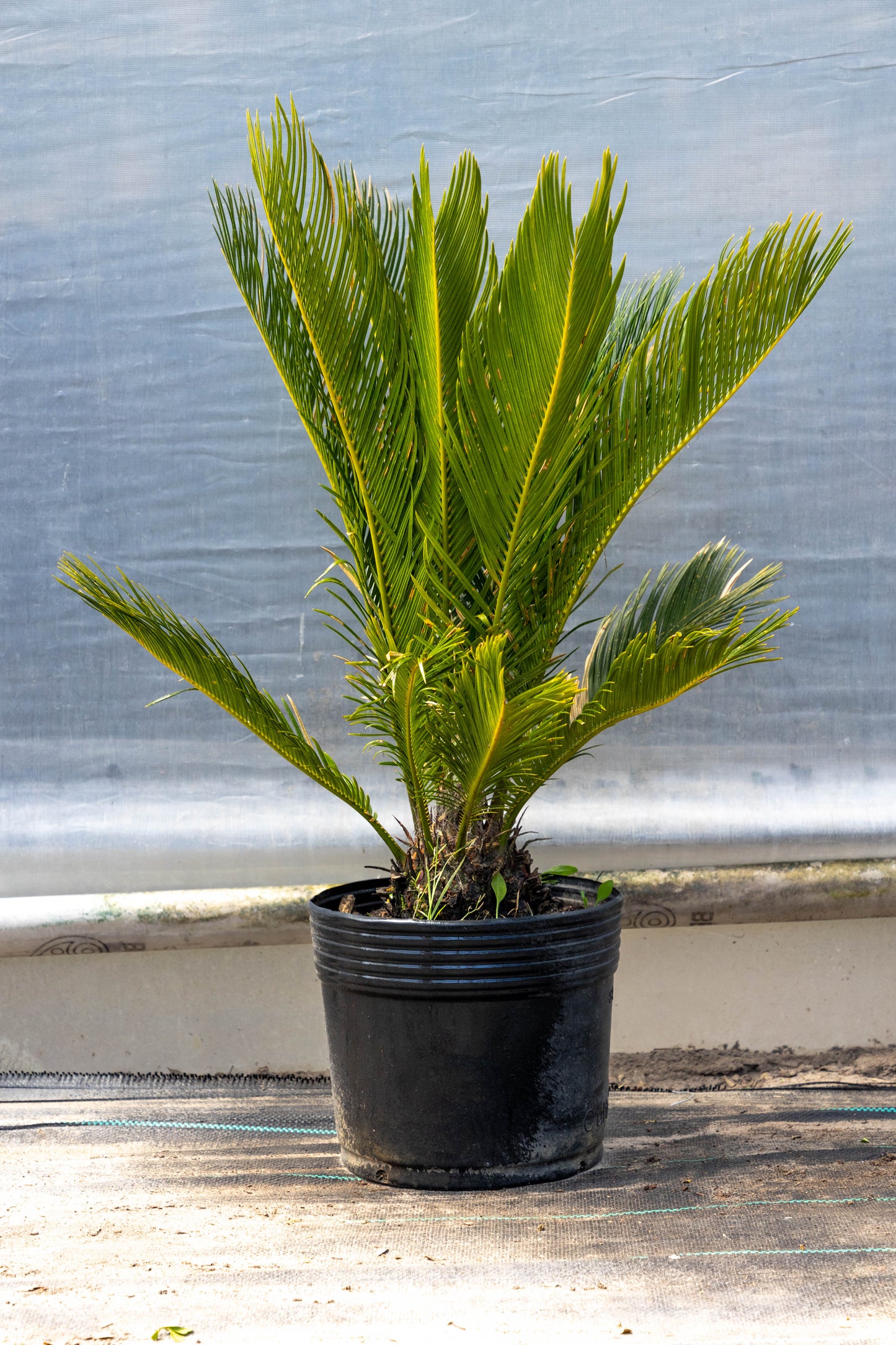 Cyca Revoluta Planta Resistente Decorativa palmera