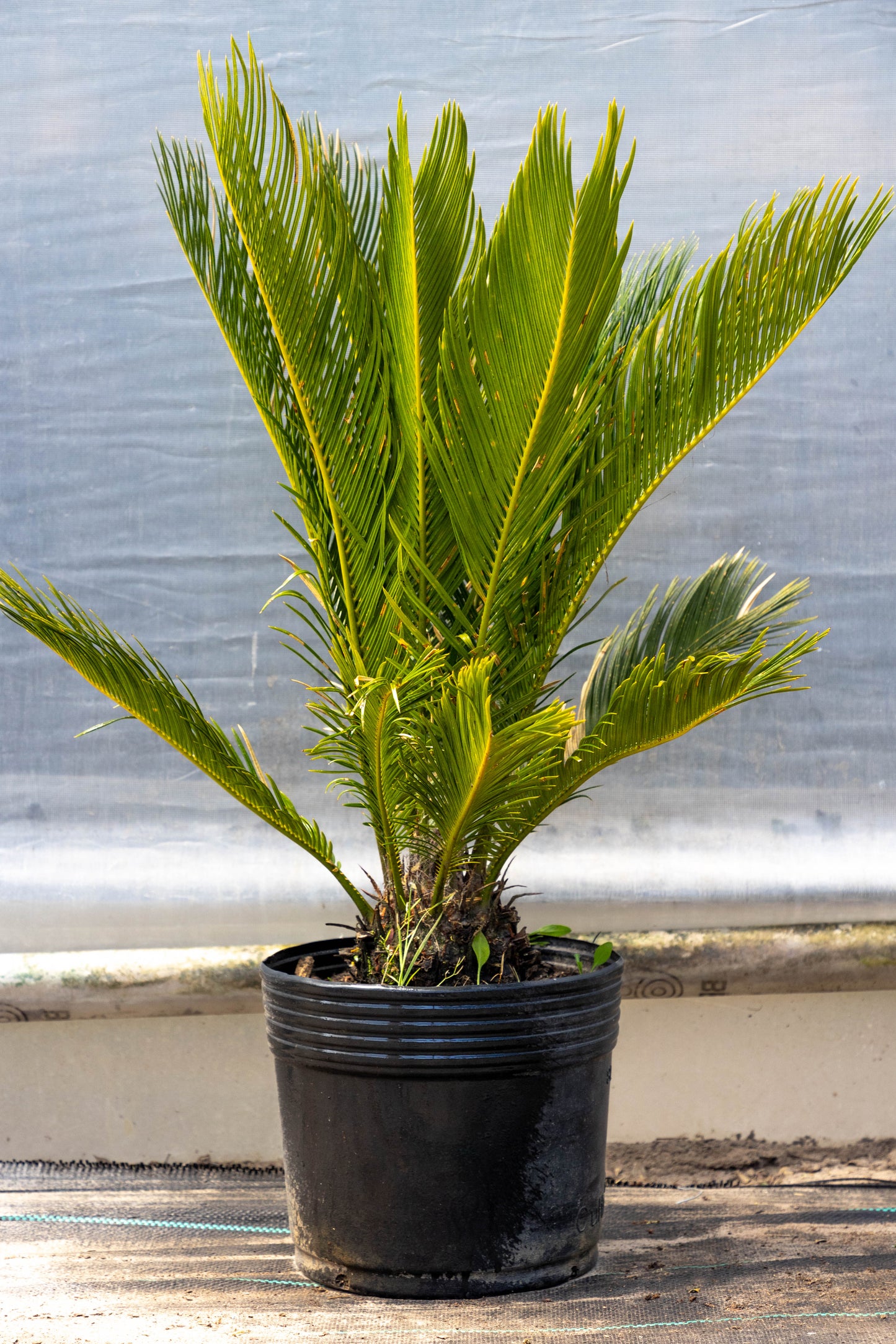 Cyca Revoluta Planta Resistente Decorativa palmera