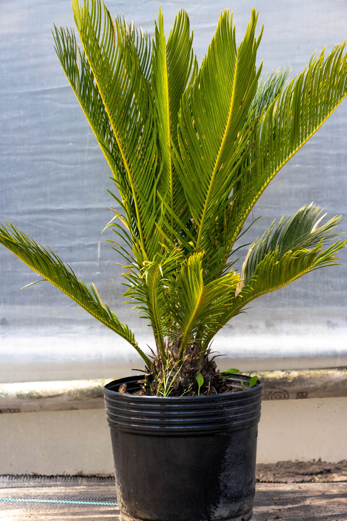 Cyca Revoluta Planta Resistente Decorativa palmera