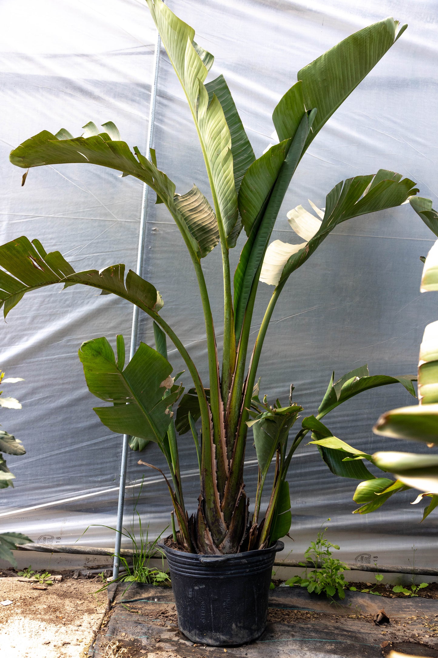 Strelitzia Nicolai