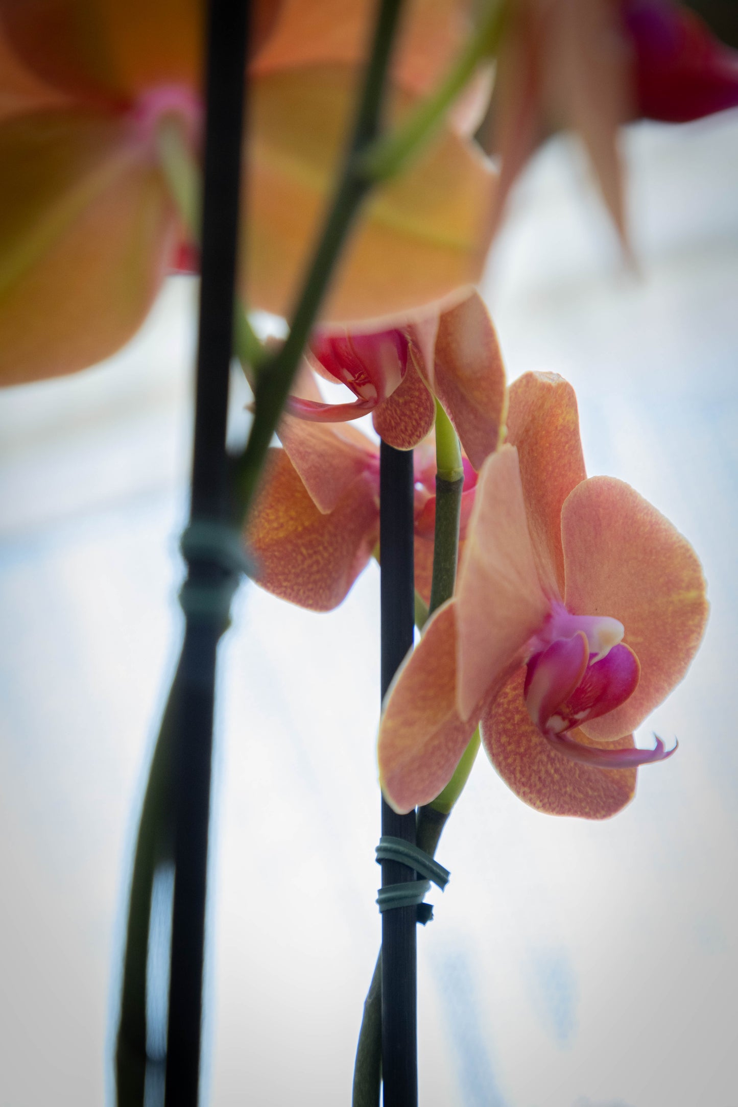 Orquídea Phalaenopsis - Elegancia y fragancia