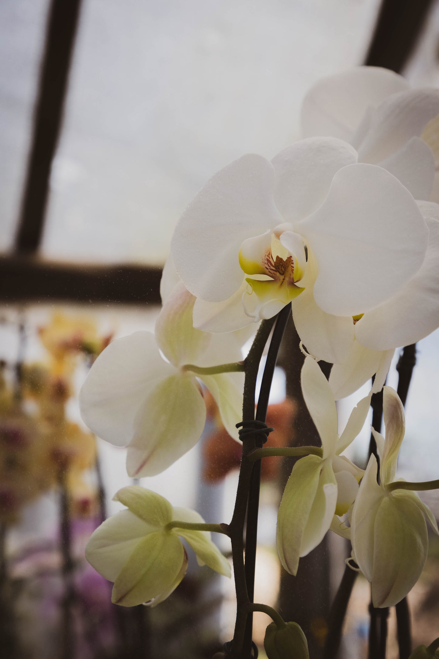 Orquídea Phalaenopsis - Elegancia y fragancia