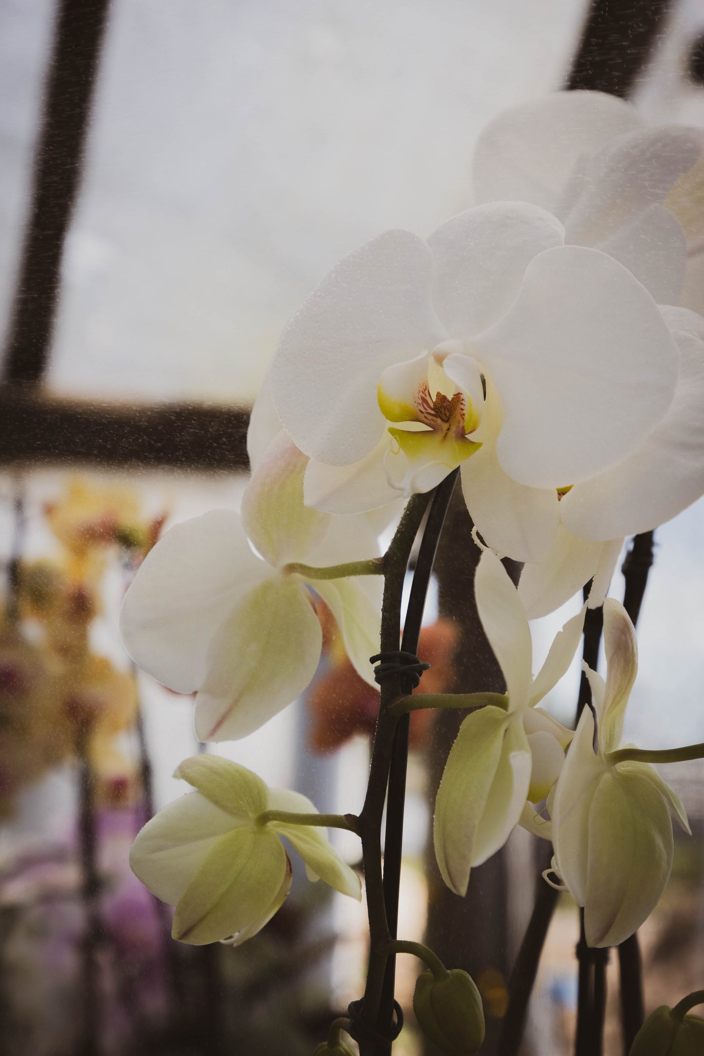 Orquídea Phalaenopsis - Elegancia y fragancia