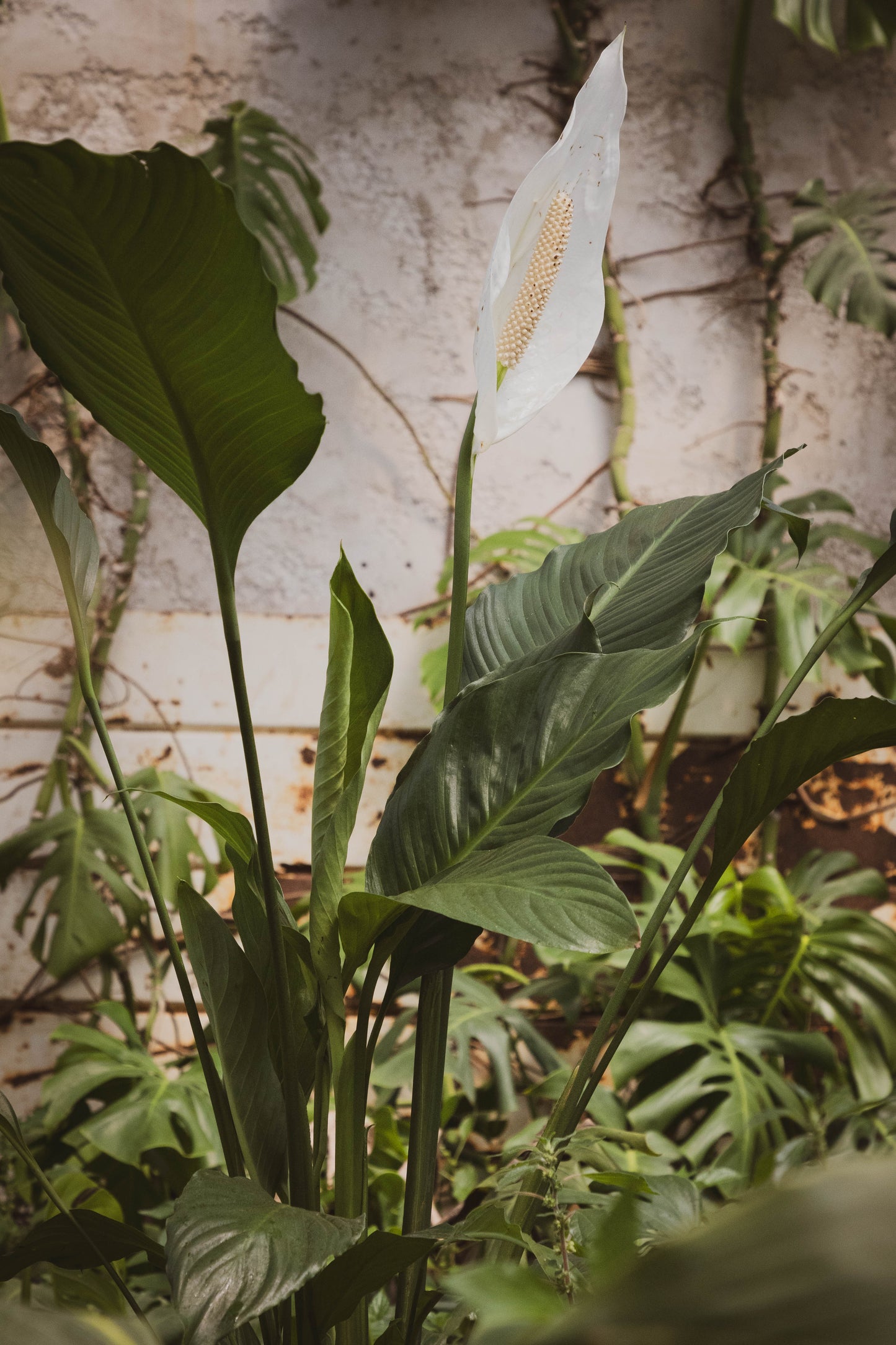 Spatifilium M Plantas Purificadoras Oferta - lirio de paz