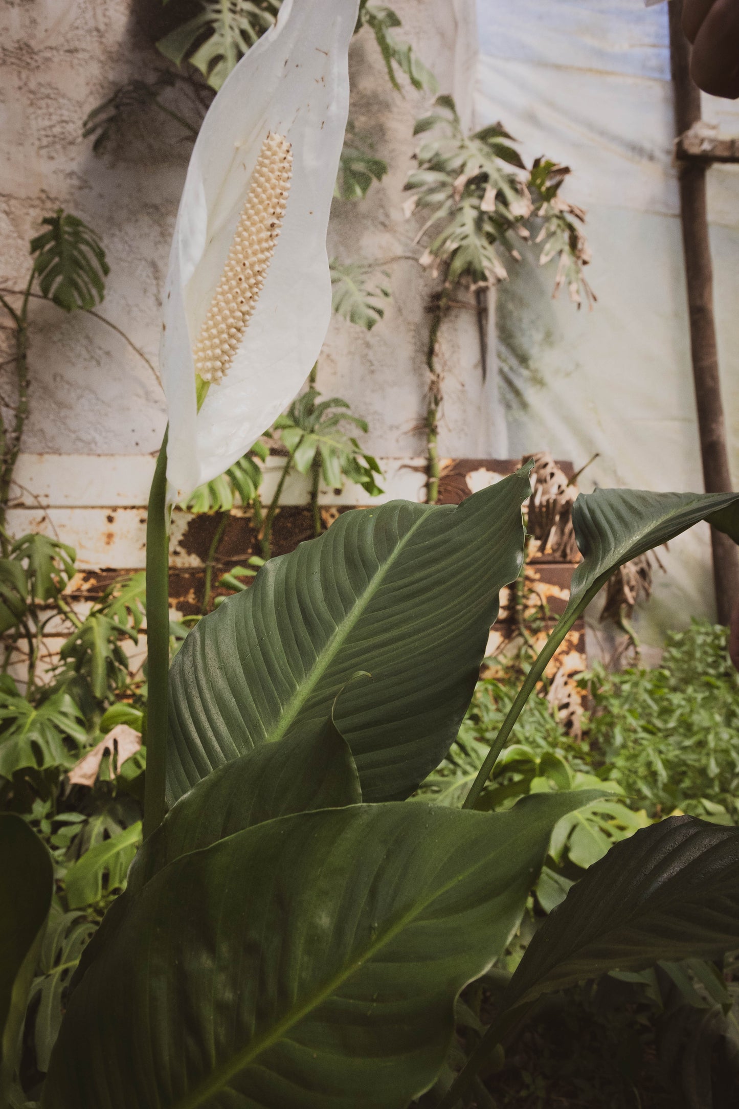 Spatifilium M Plantas Purificadoras Oferta - lirio de paz