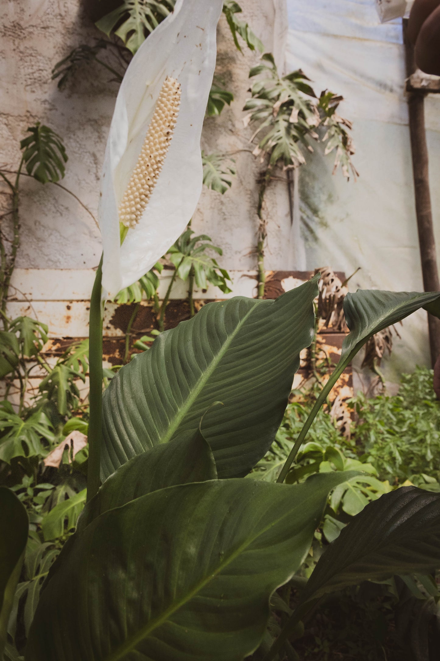 Spatifilium M Plantas Purificadoras Oferta - lirio de paz