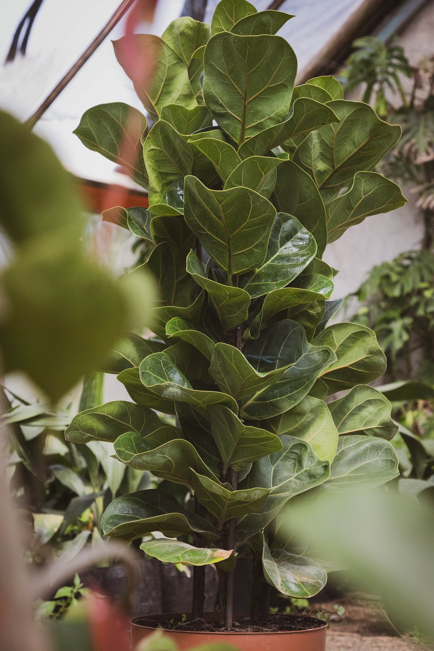 Ficus Lyrata Triple