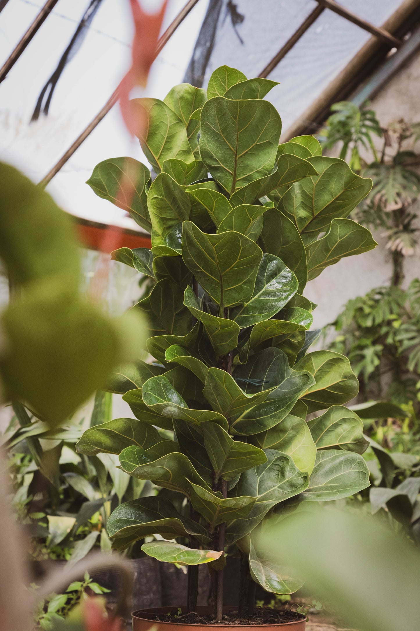 Ficus Lyrata Triple