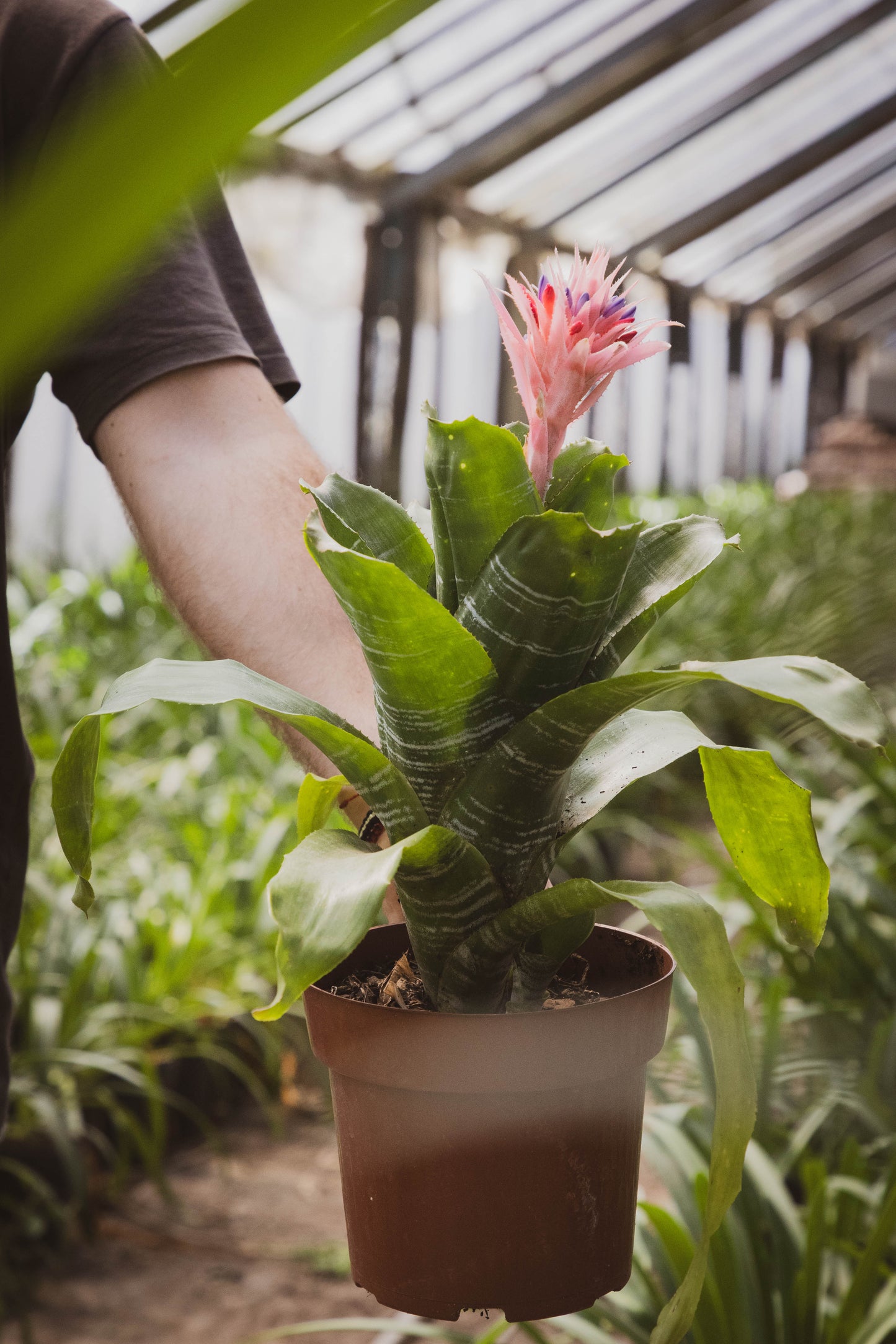Bromelia Guzmania – Un fuego tropical que florece en tu casa