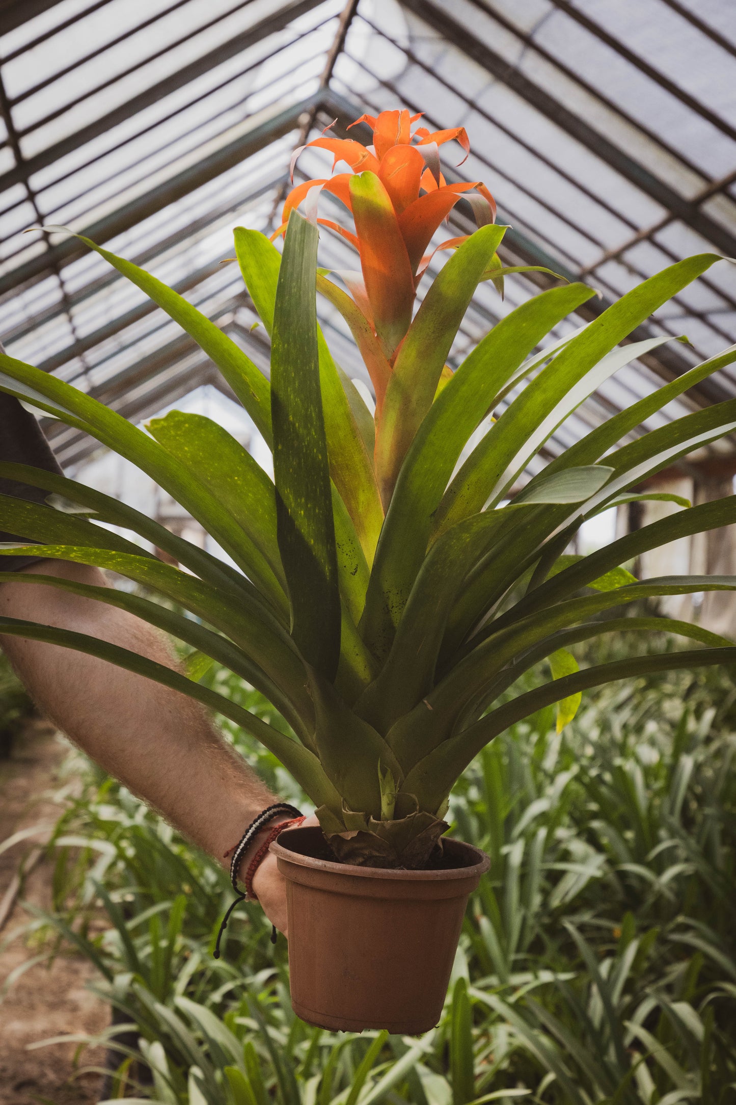 Bromelia Guzmania – Un fuego tropical que florece en tu casa
