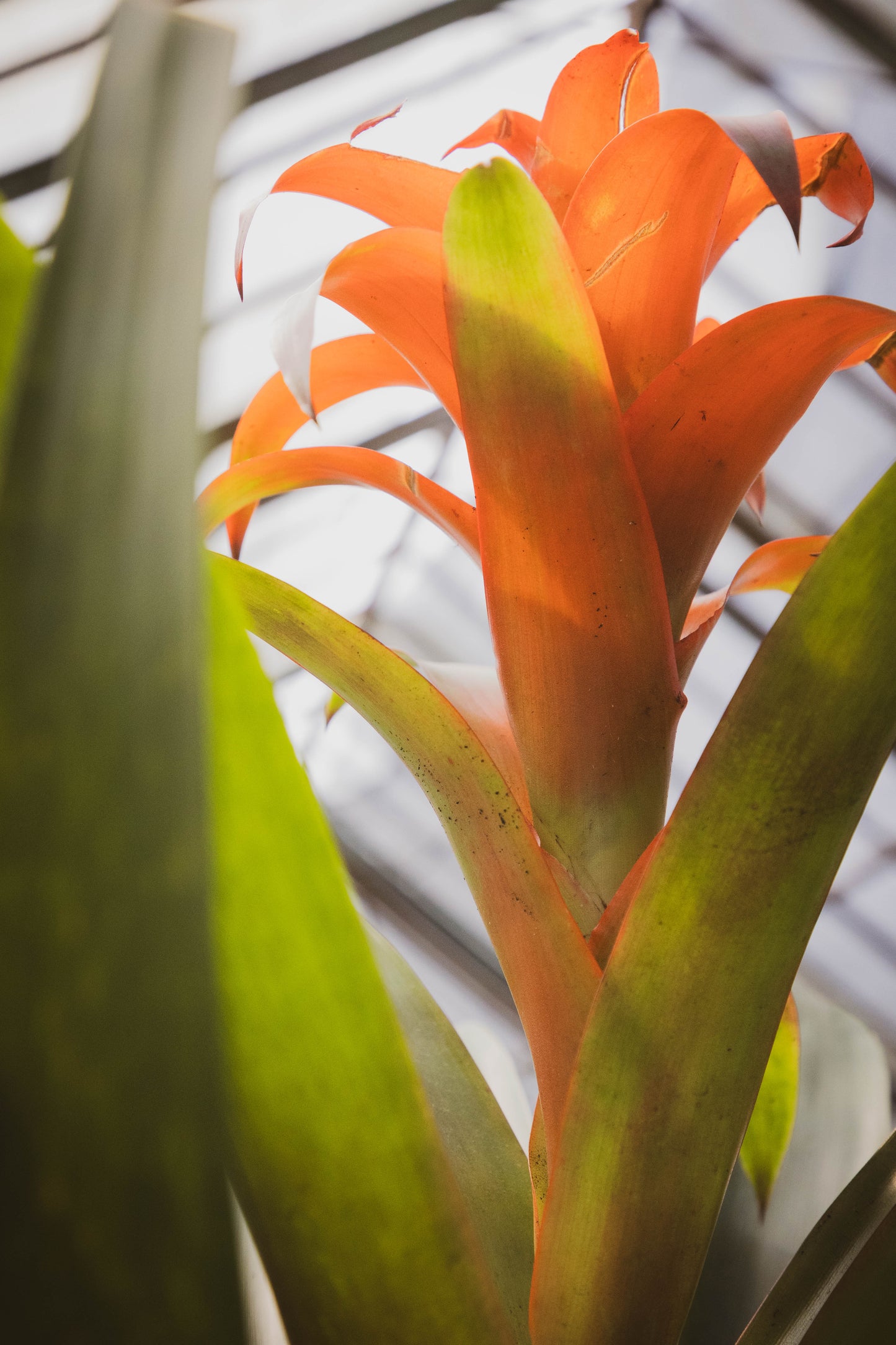 Bromelia Guzmania – Un fuego tropical que florece en tu casa
