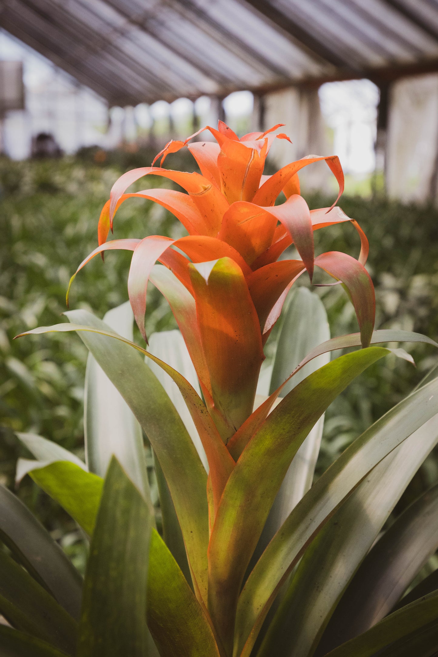 Bromelia Guzmania – Un fuego tropical que florece en tu casa