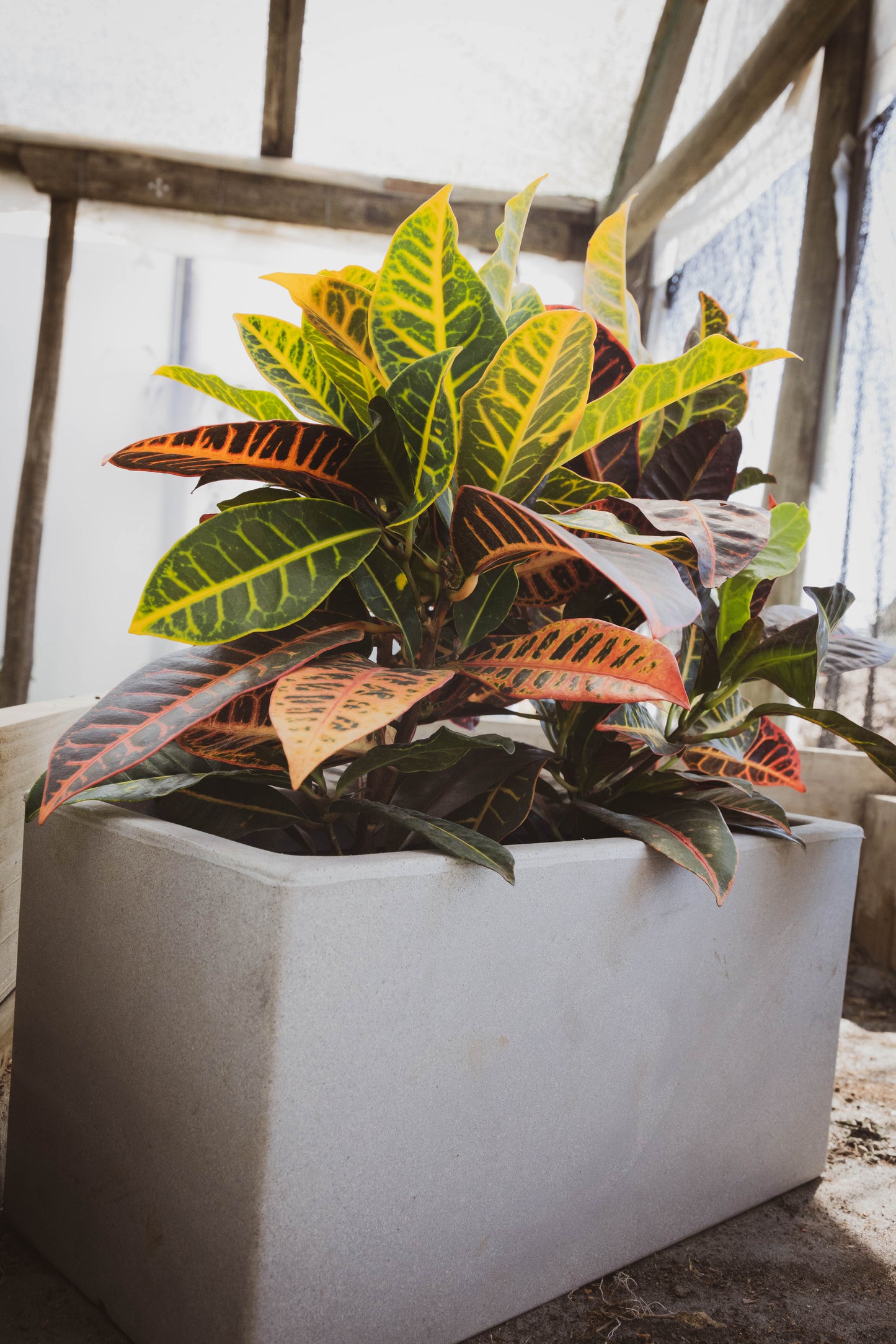 Croton - Planta Colorida