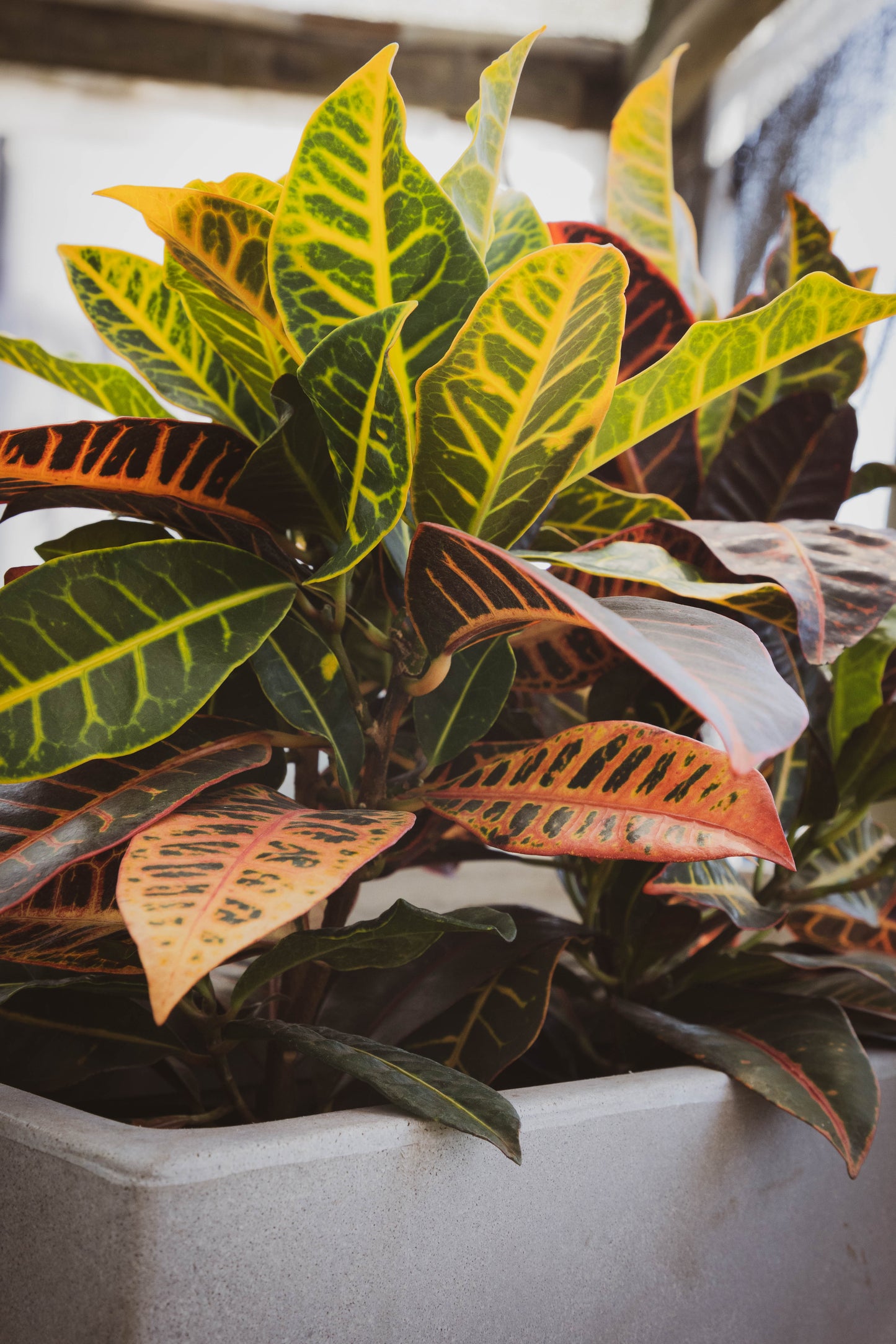 Croton - Planta Colorida