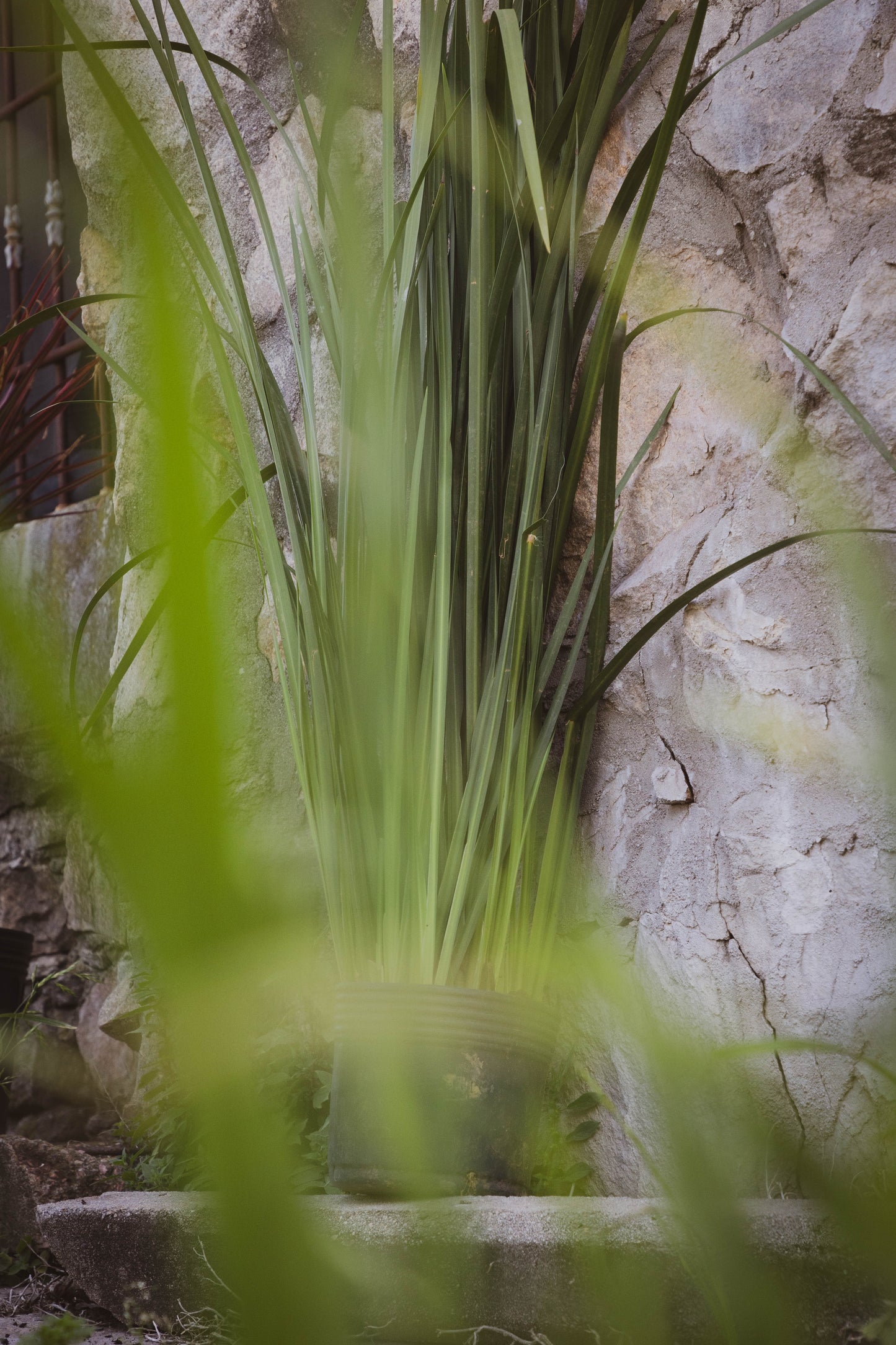 Dietes- Planta Resistente