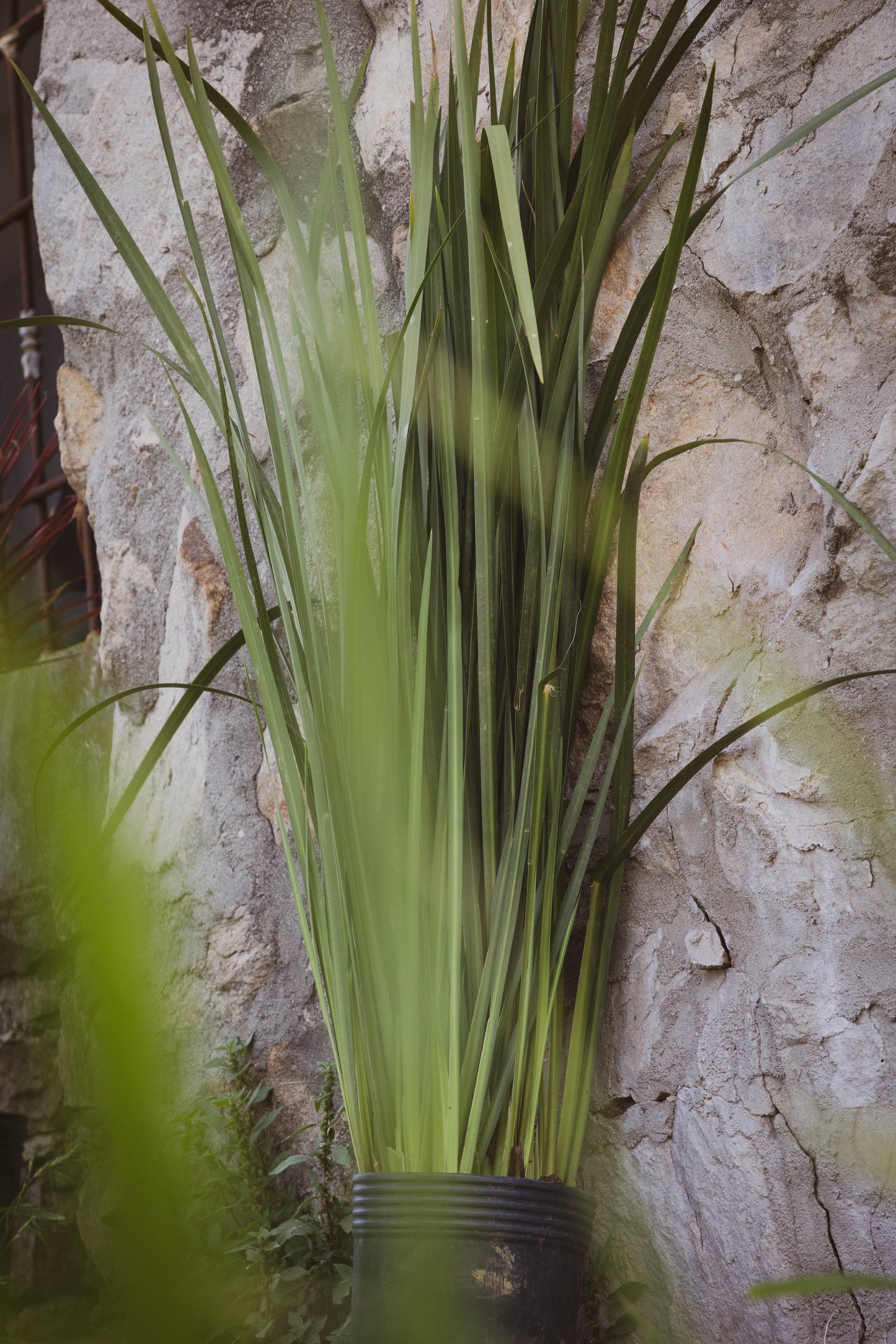 Dietes- Planta Resistente