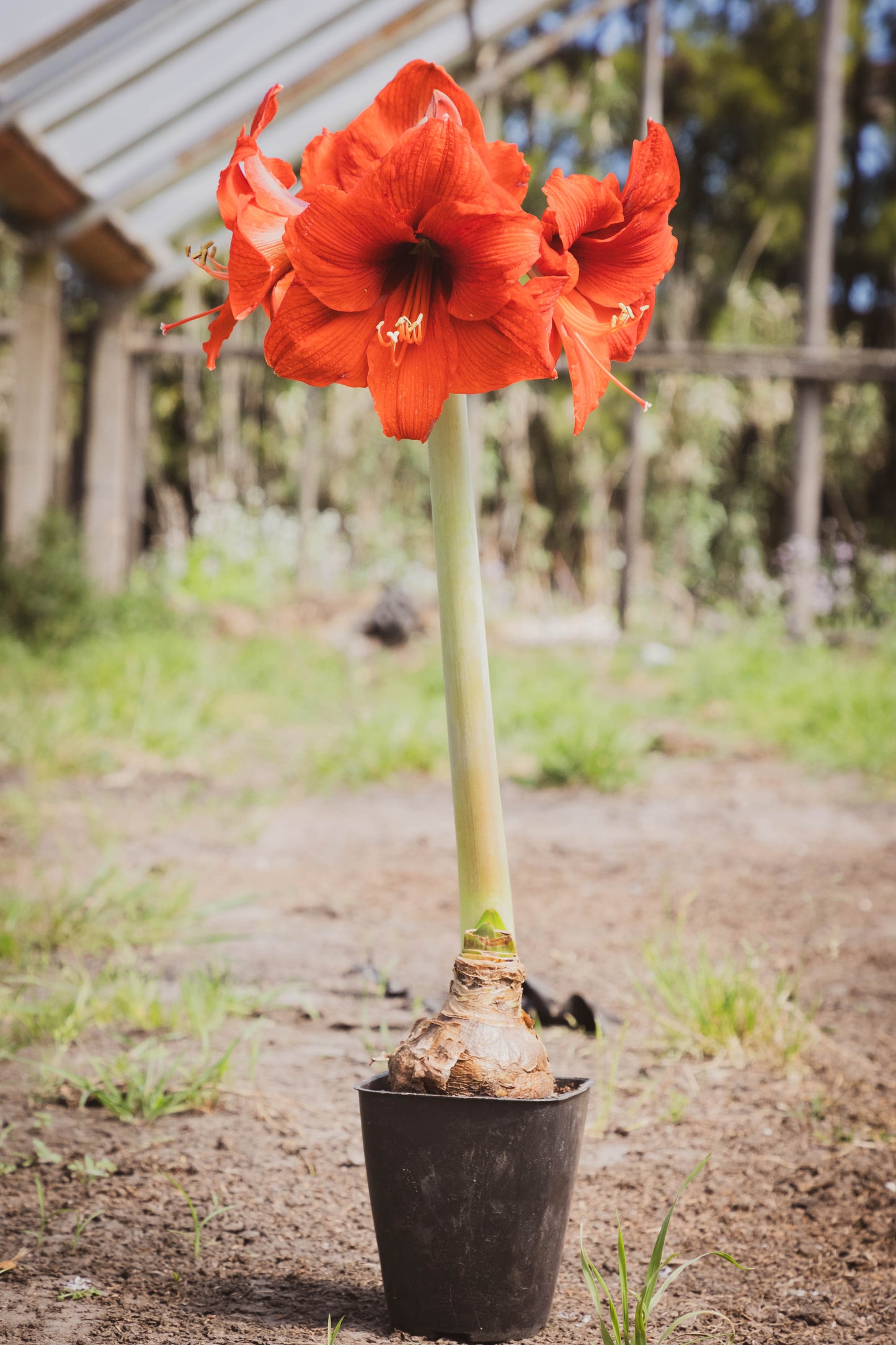 Amarilis – Flores grandes y elegantes que iluminan tu espacio