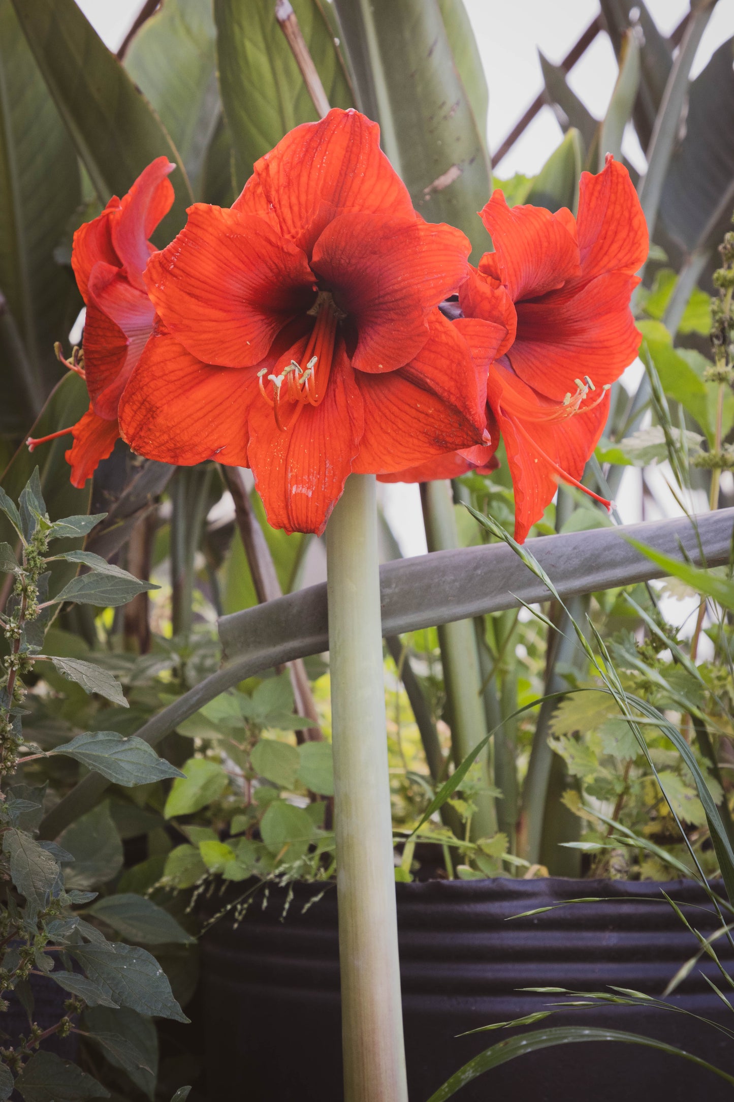 Amarilis – Flores grandes y elegantes que iluminan tu espacio