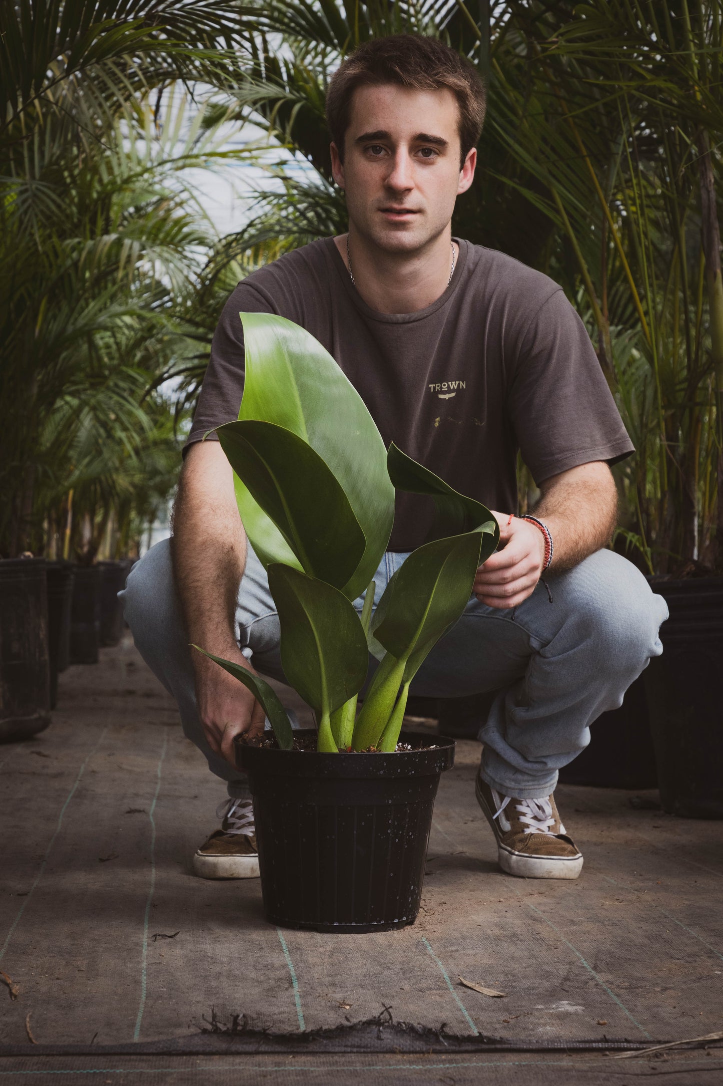 Philodendro Pacova – Elegancia tropical de hojas brillantes