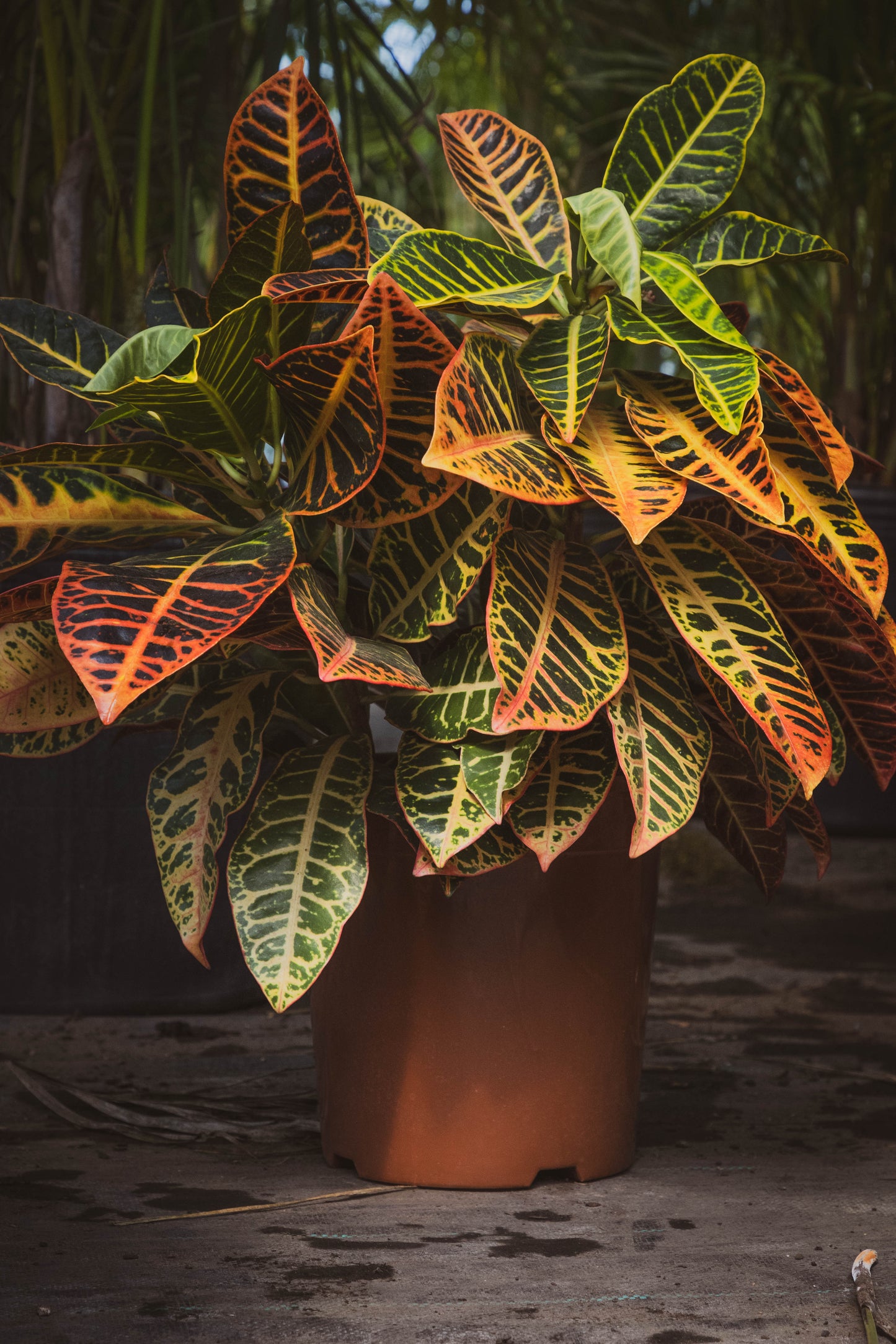 Croton - Planta Colorida